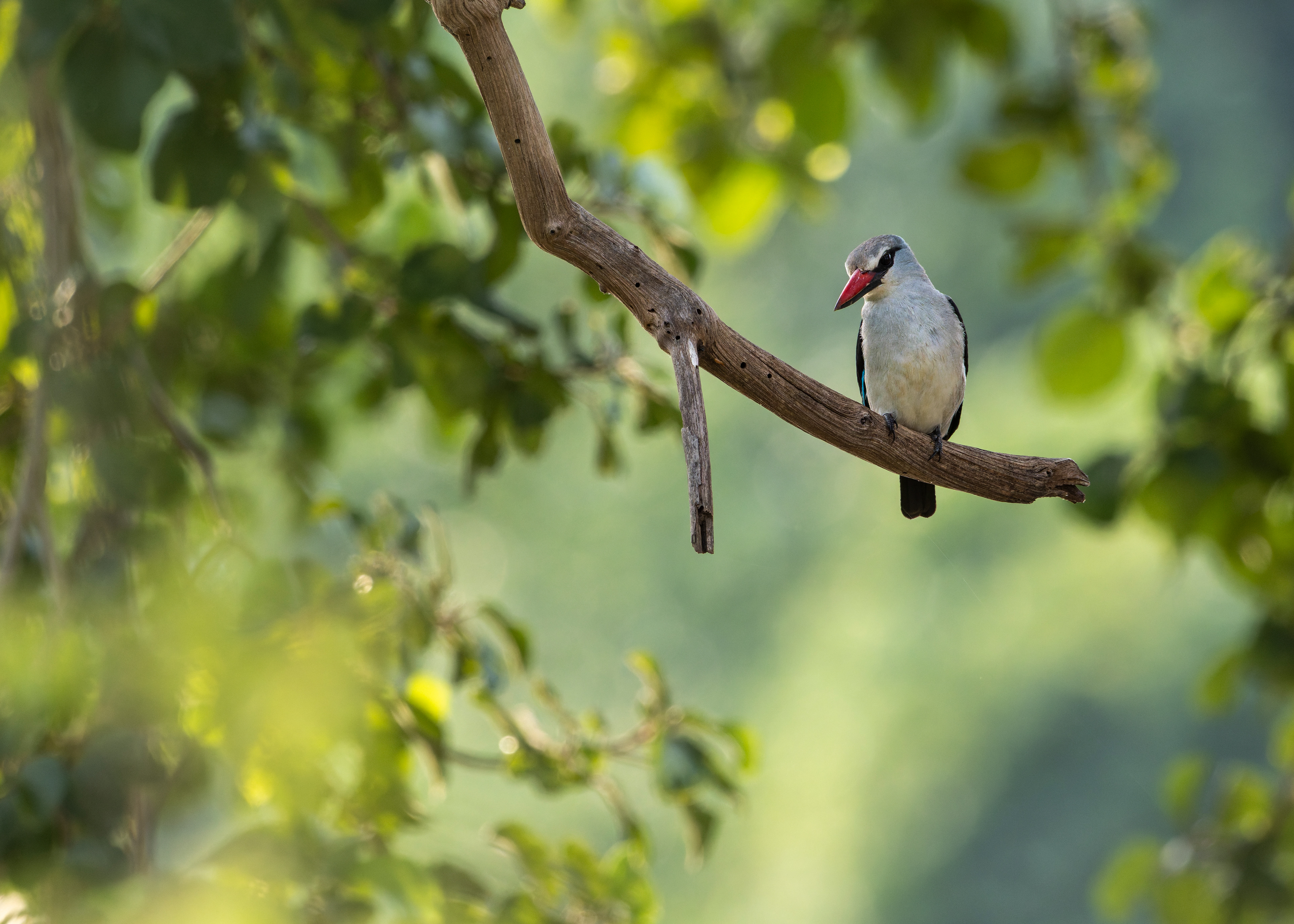 Woodland Kingfisher
