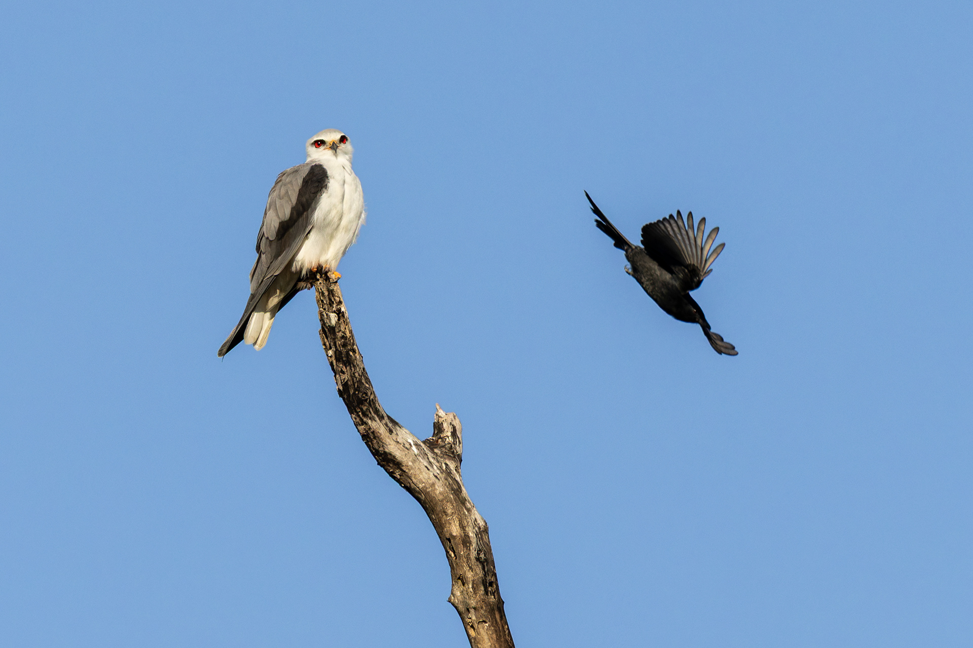 Black-winged Kite & Fork-tailed Drongo