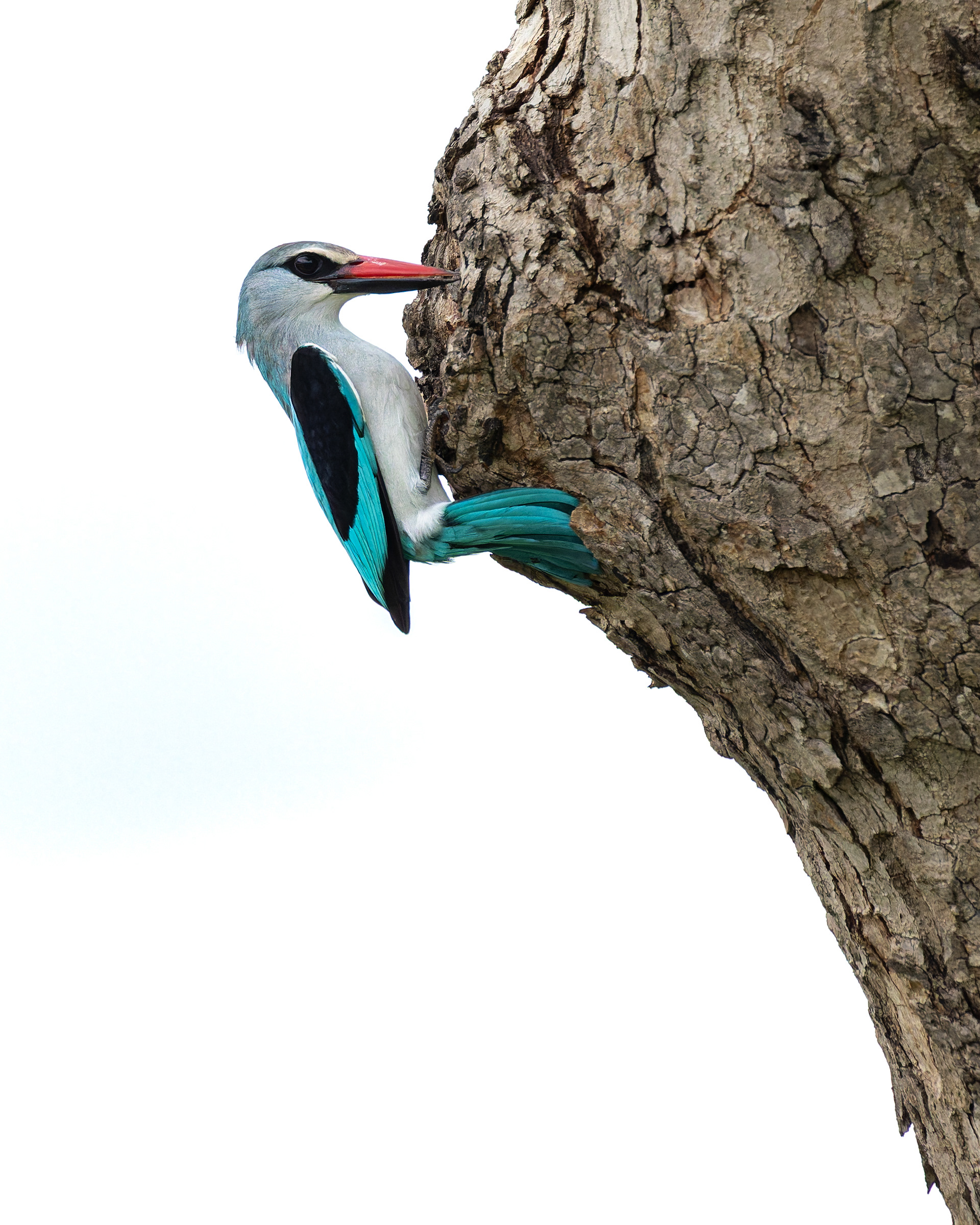Woodland Kingfisher