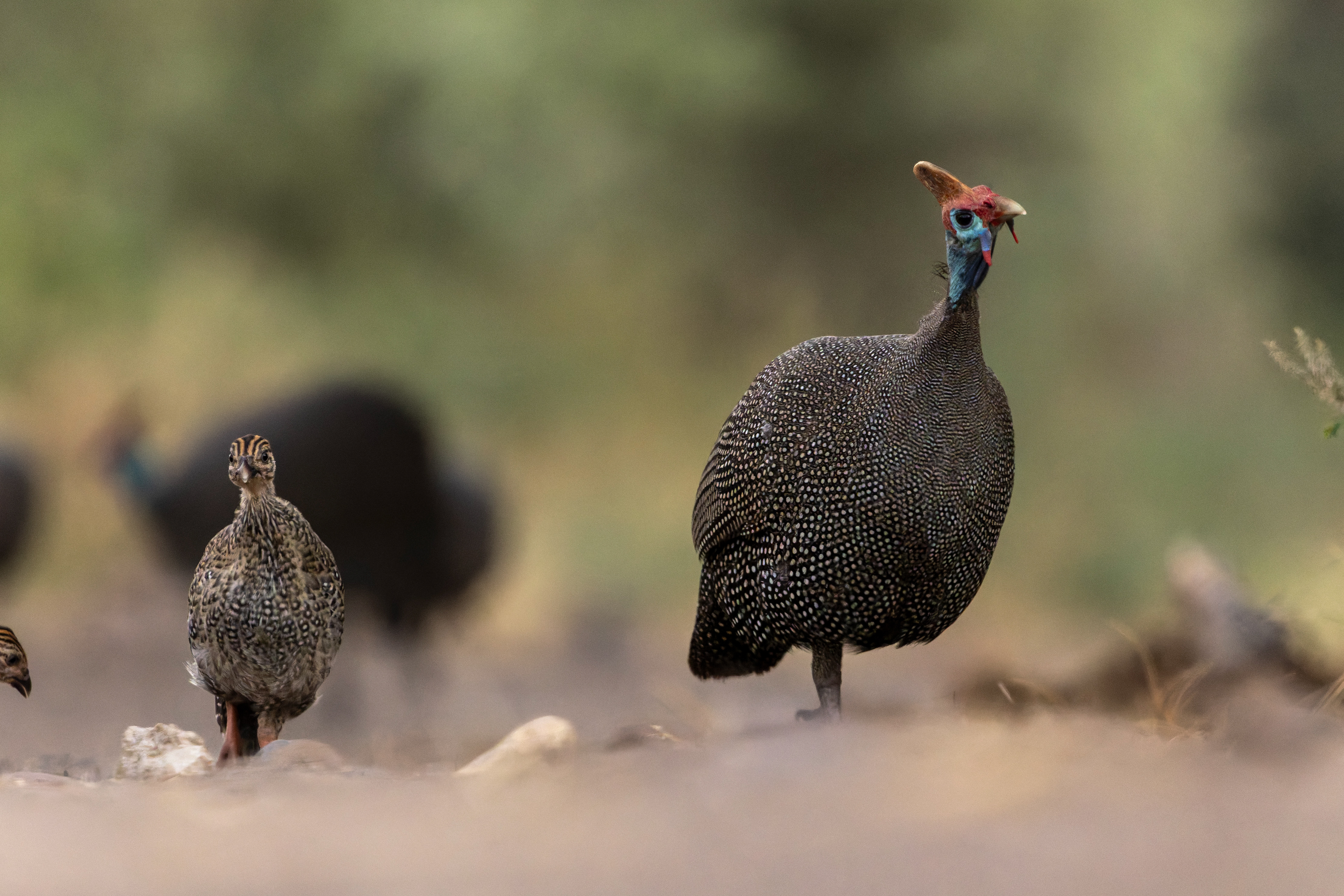 Helmeted Guineafowl