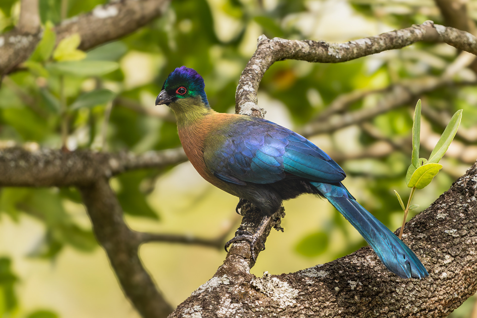 Purple Crested Turaco