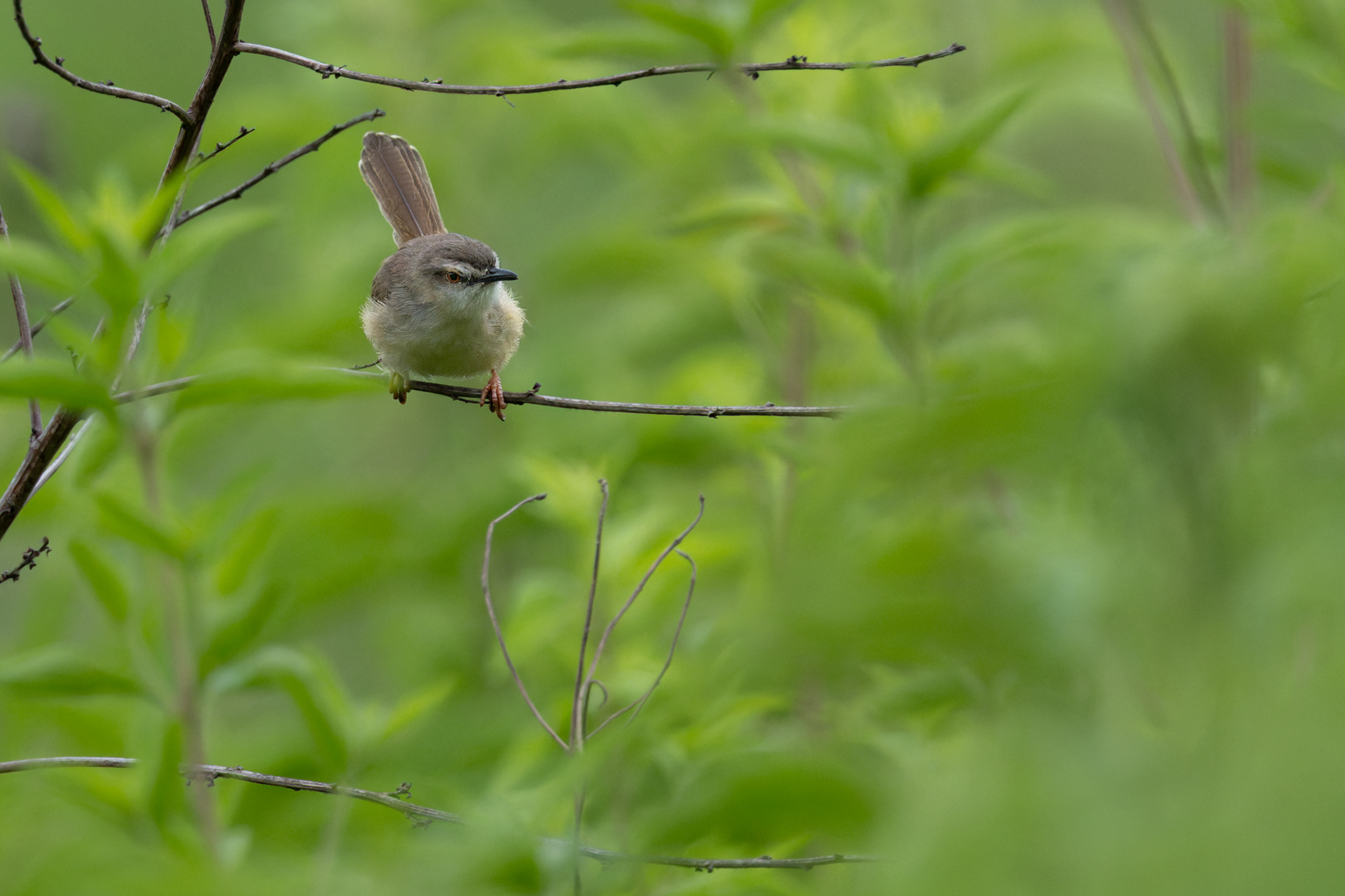 Tawny-flanked Prinia