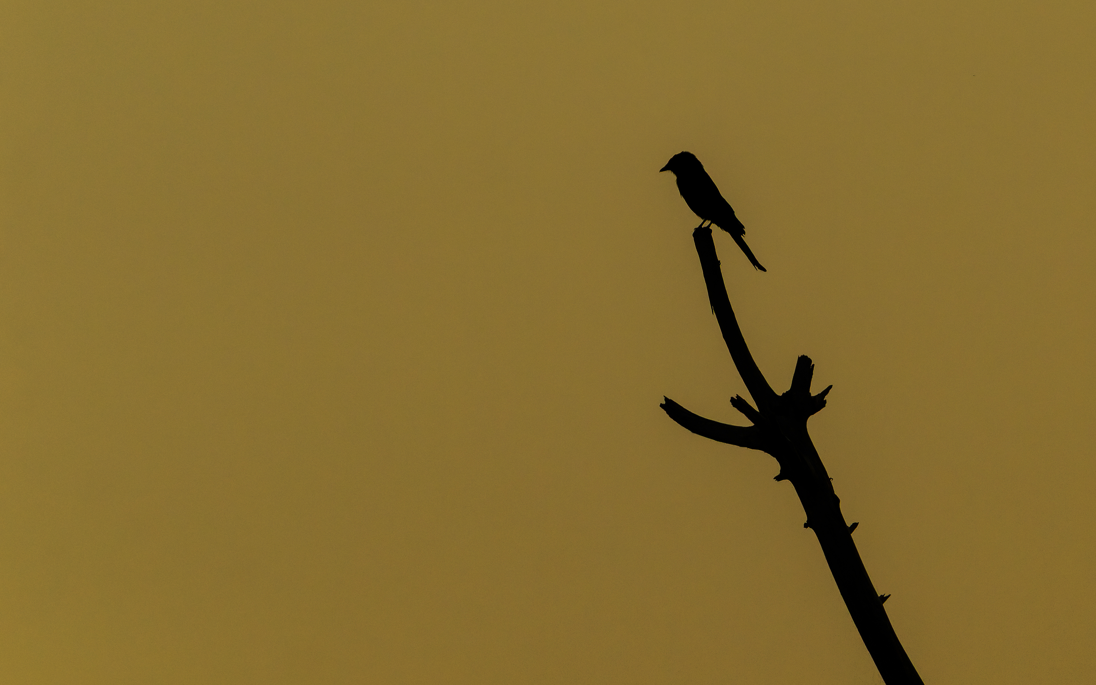 Black Flycatcher