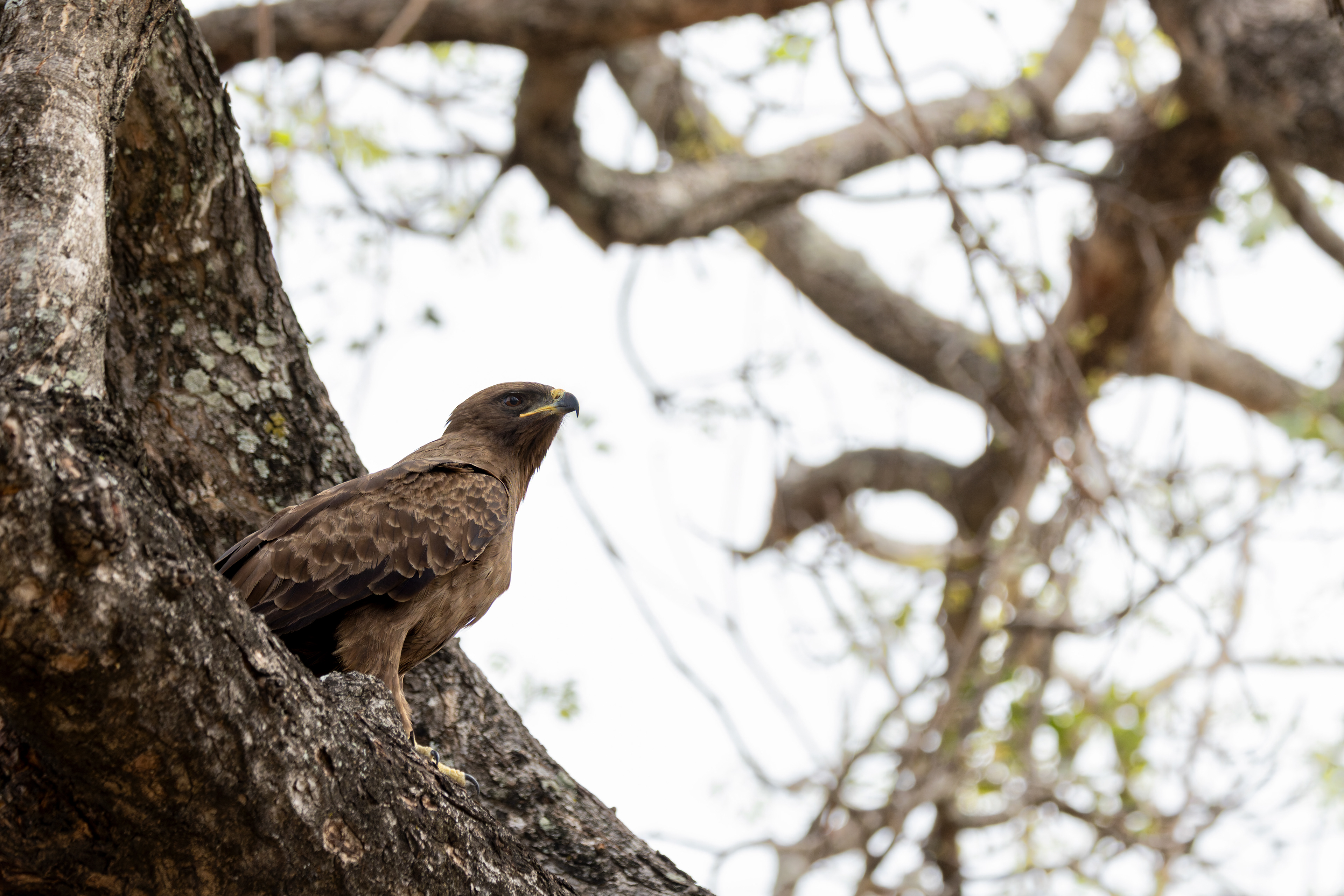 Wahlberg's eagle
