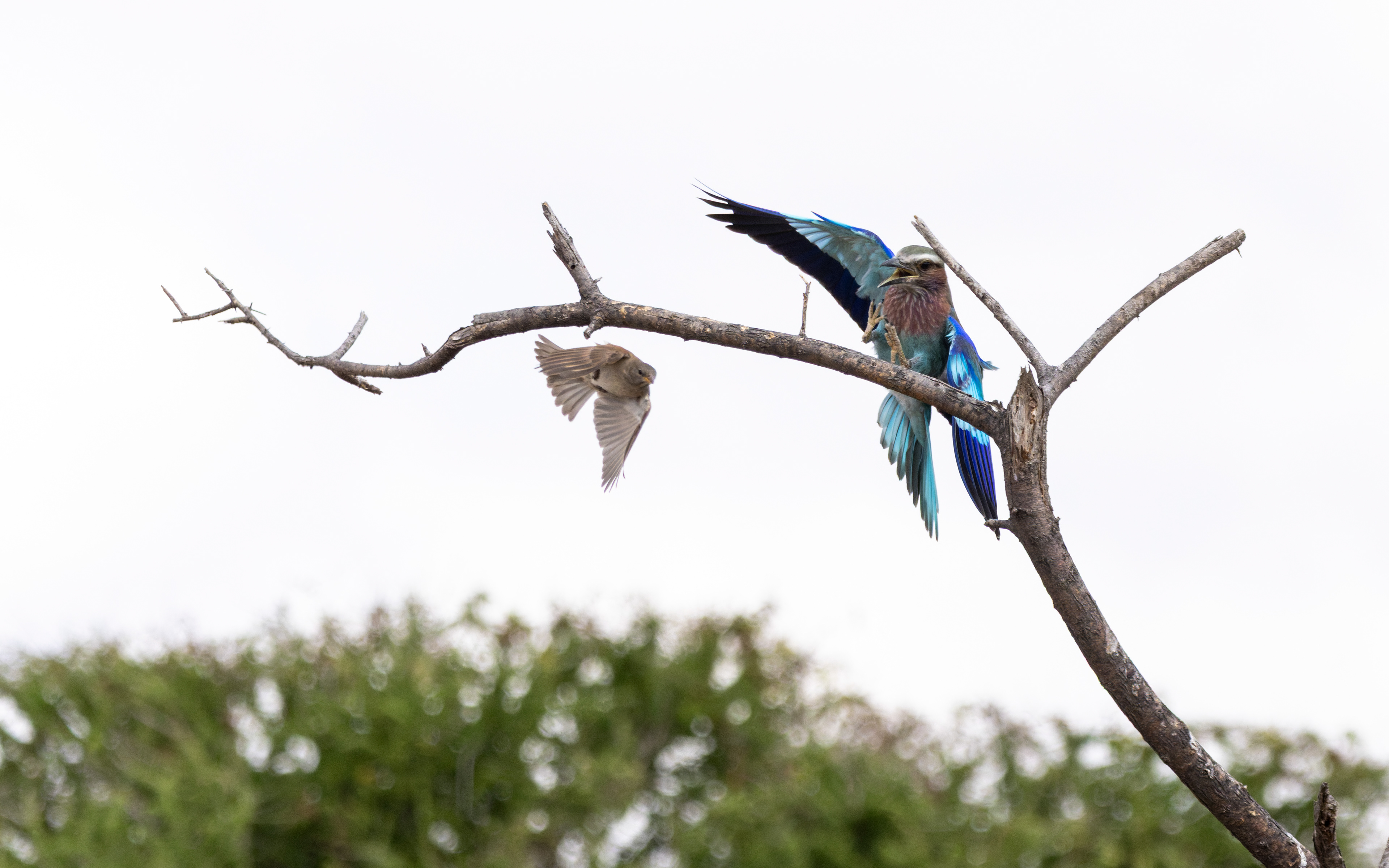 Lilac-breasted Roller