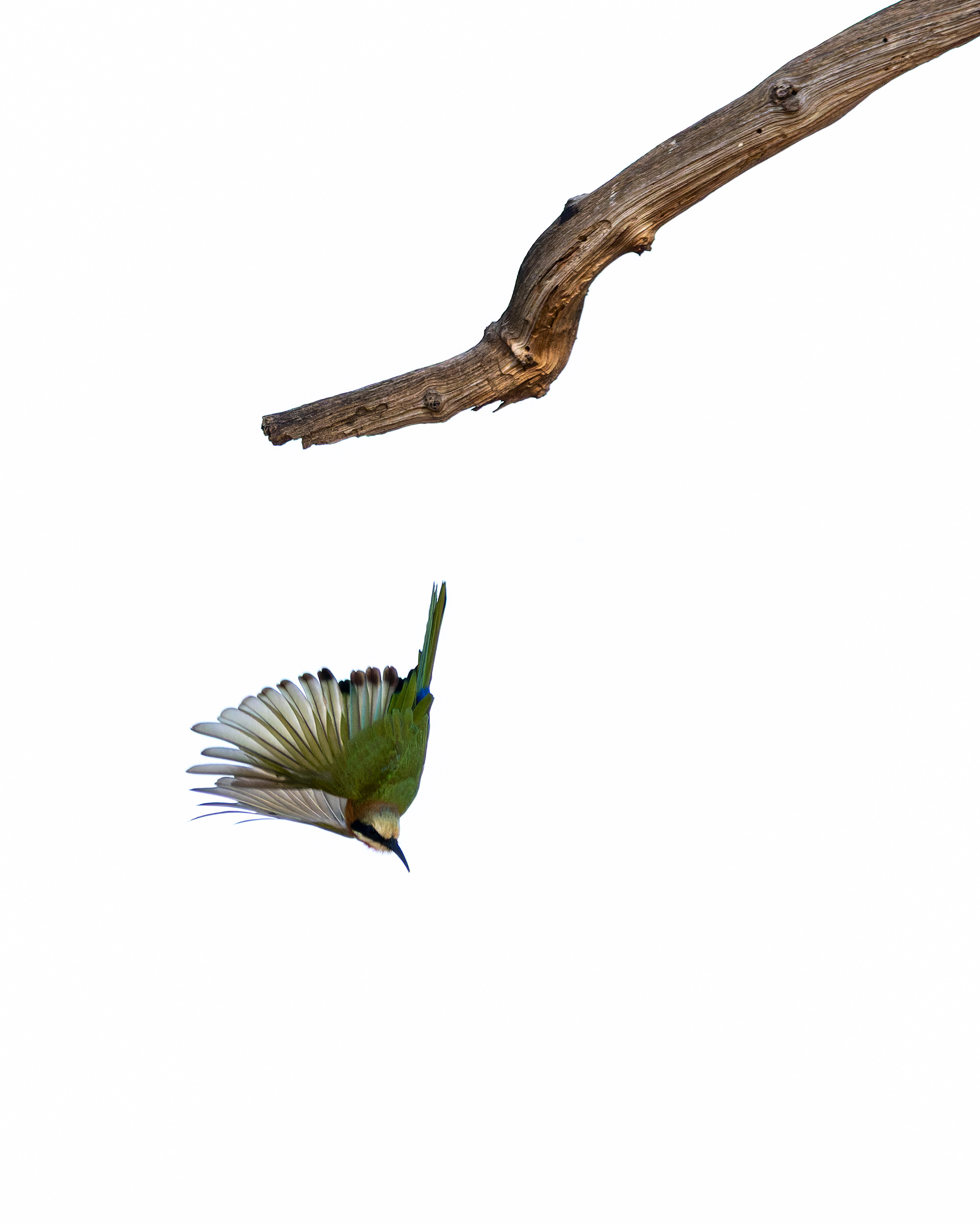 White-fronted Bee-eater