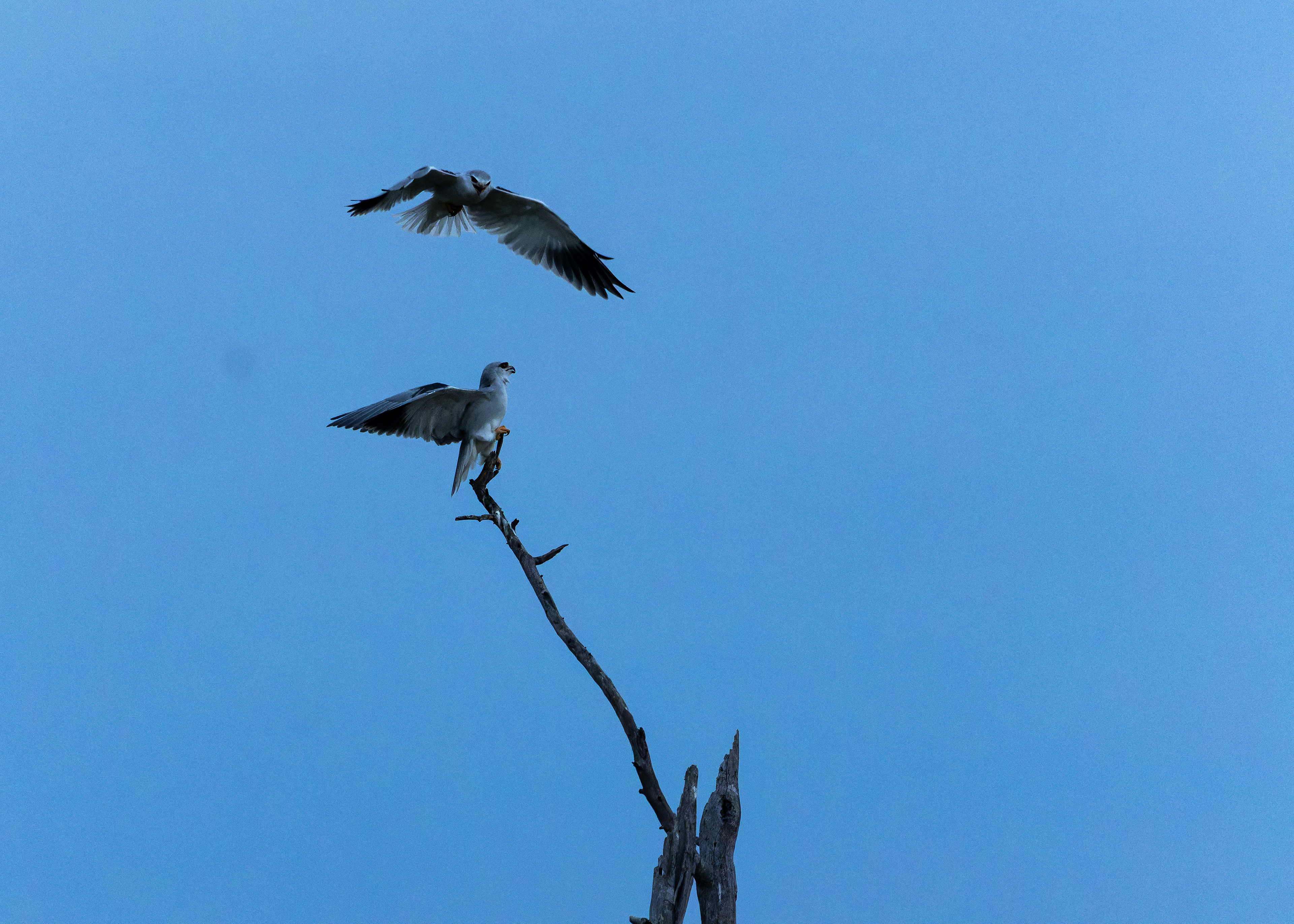 Black-winged Kite
