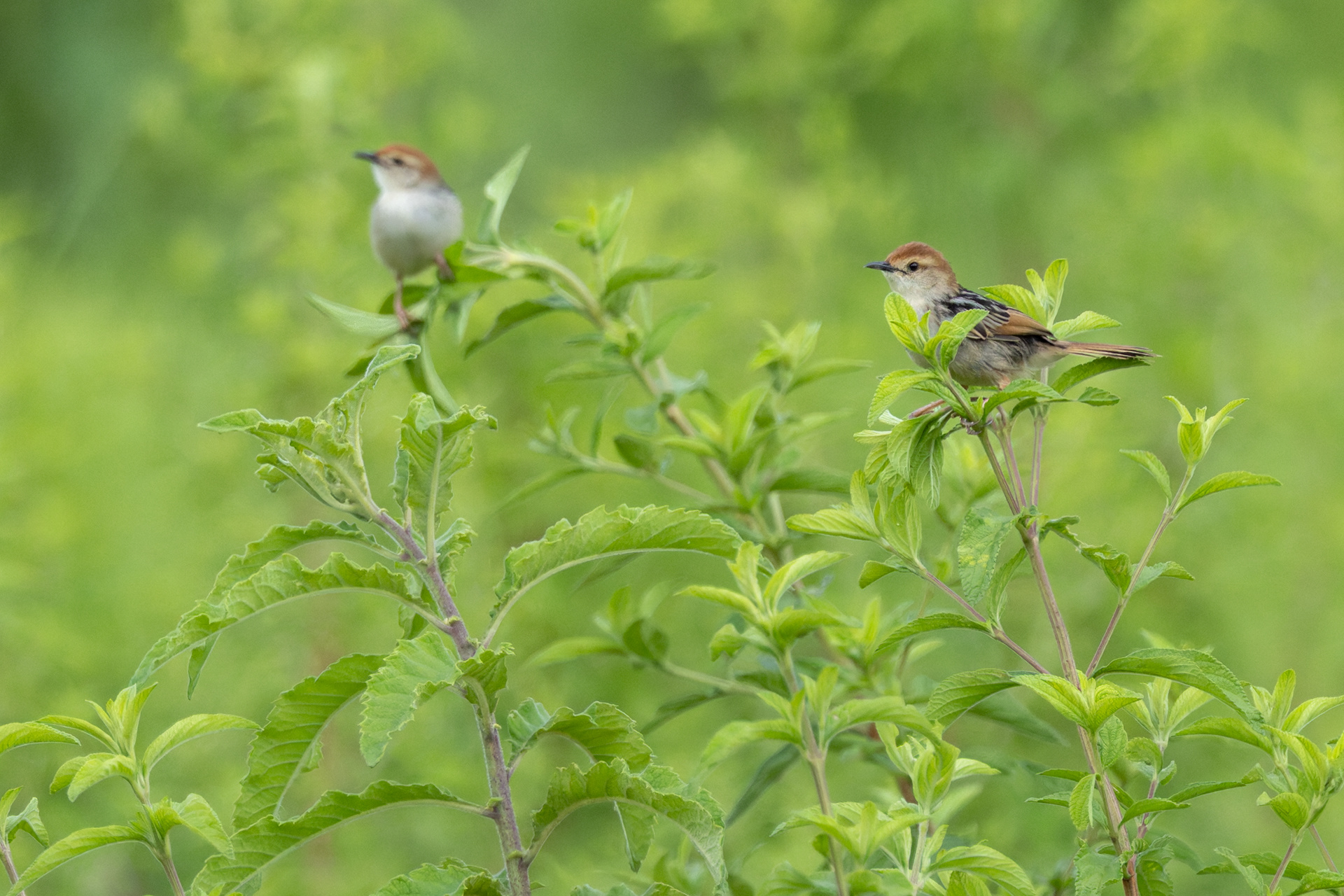 Levaillant's Cisticola