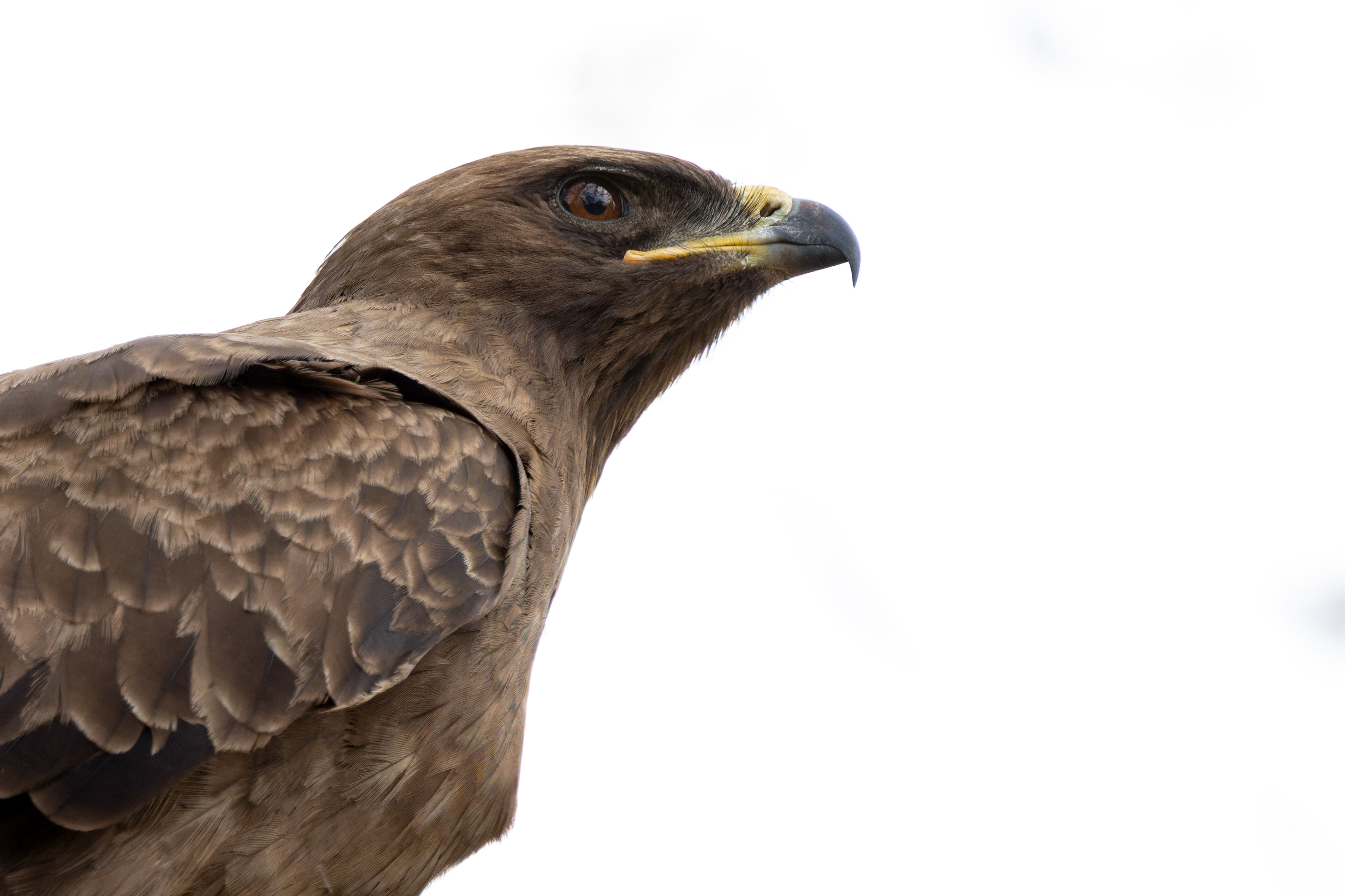 Wahlberg's eagle