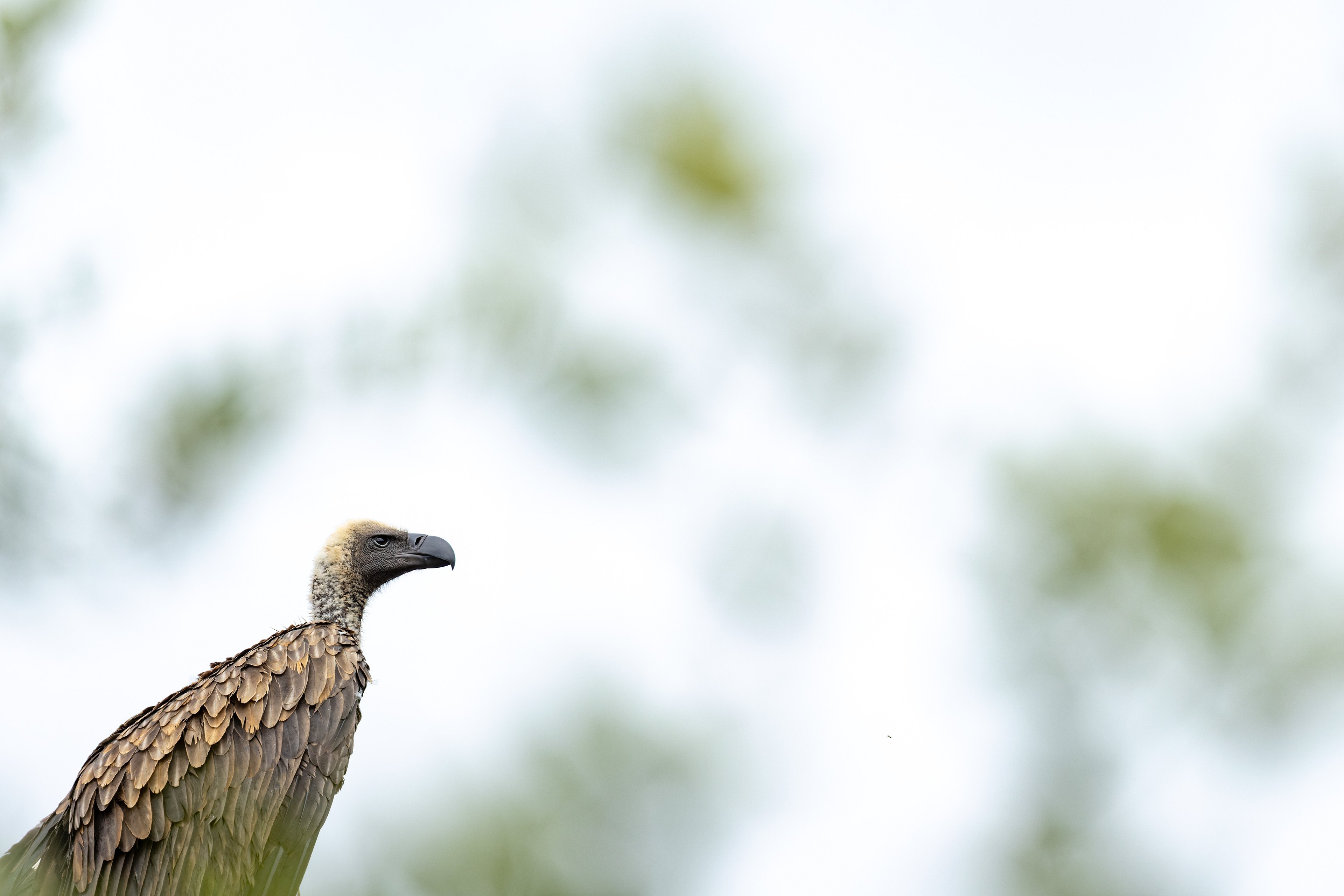 White-backed Vulture