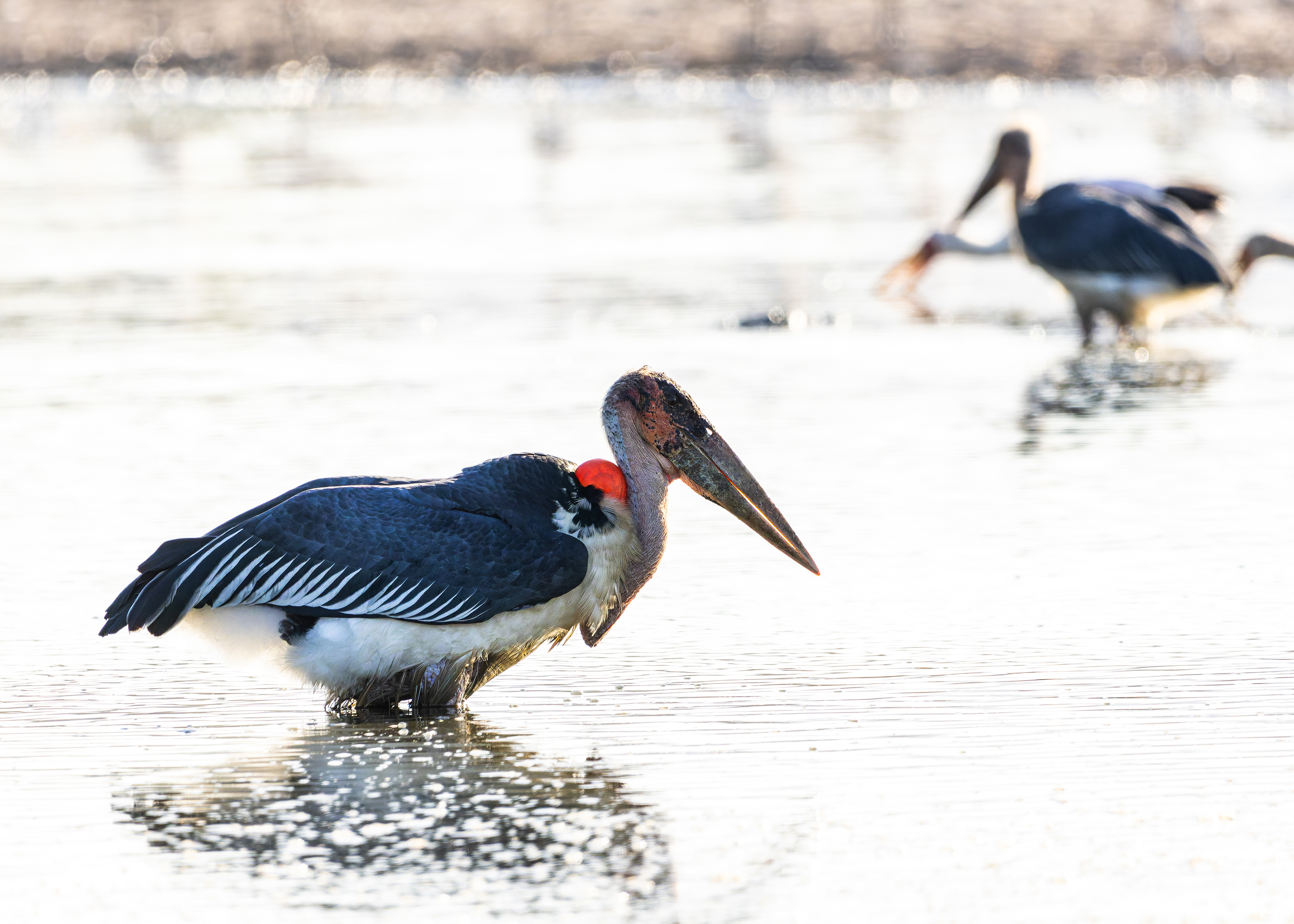 Marabou Stork