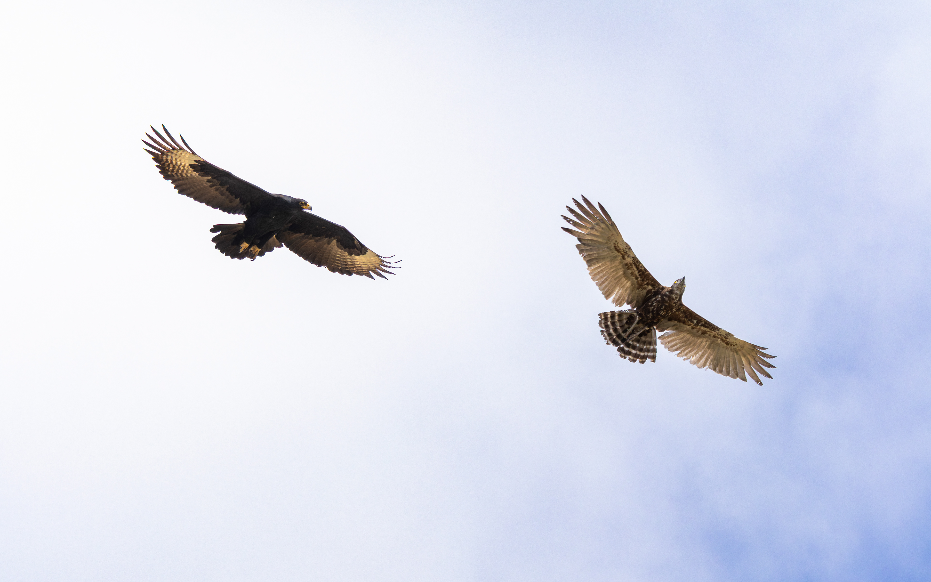 Verreaux's Eagle