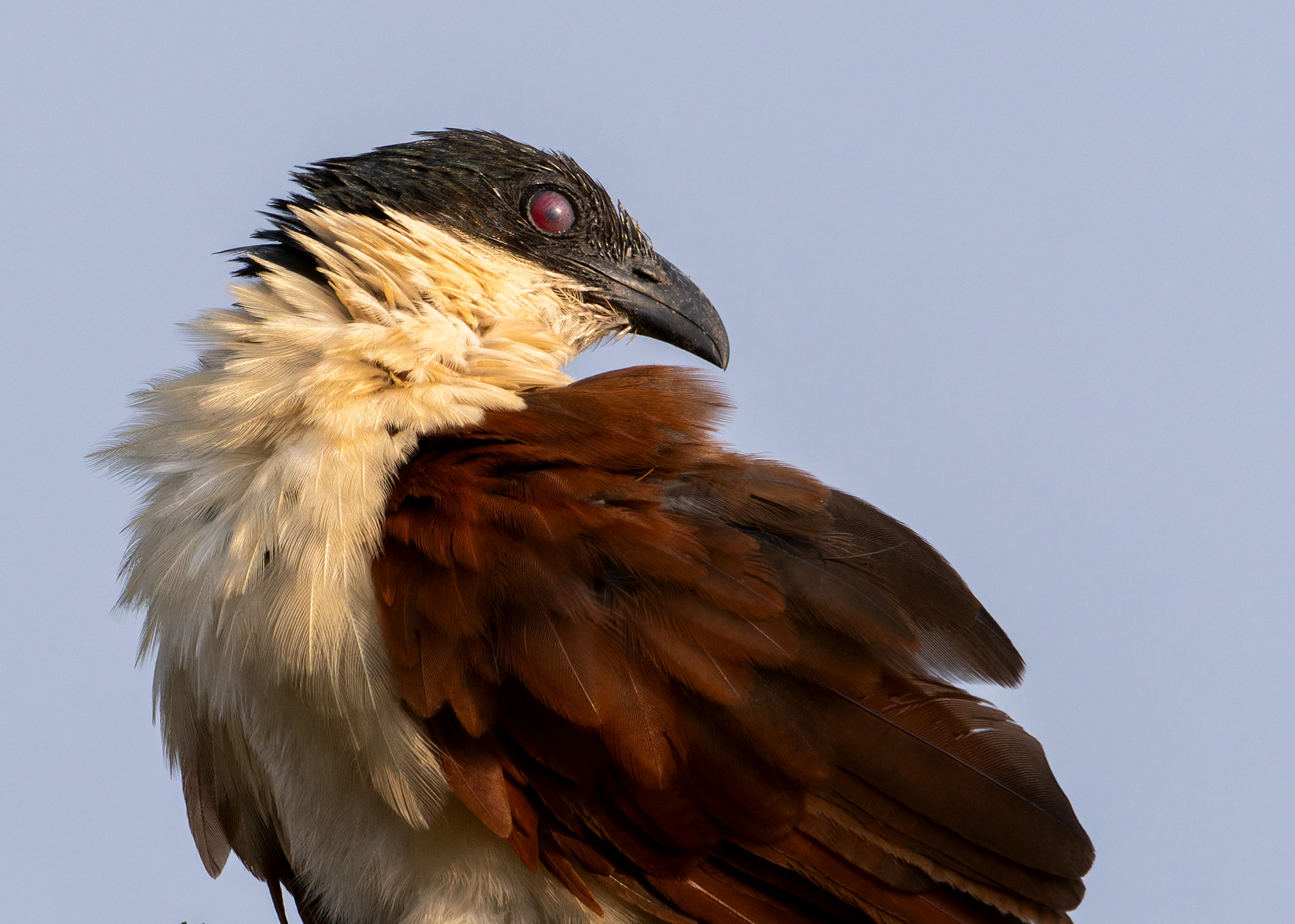 Senegal Coucal