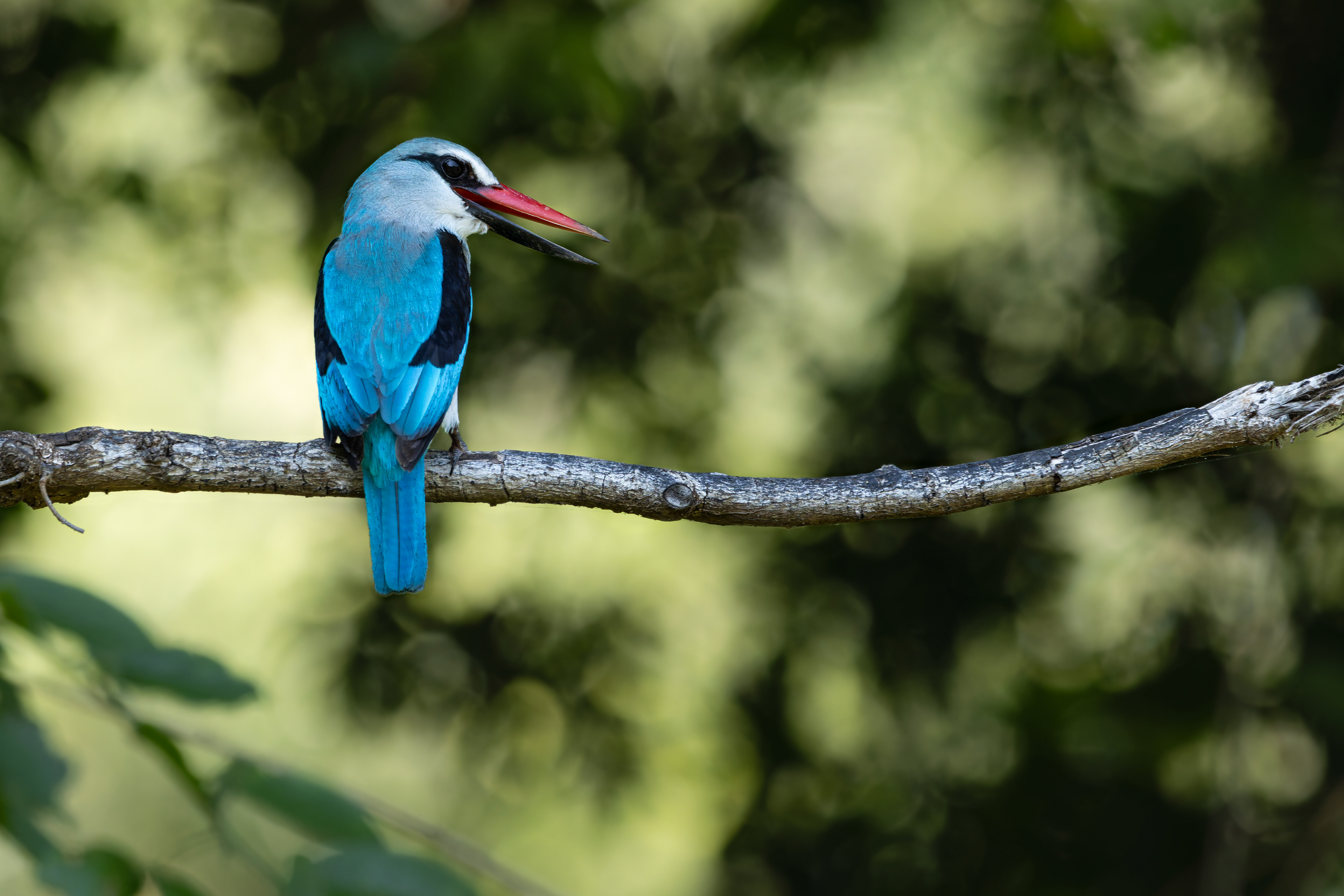 Woodland Kingfisher