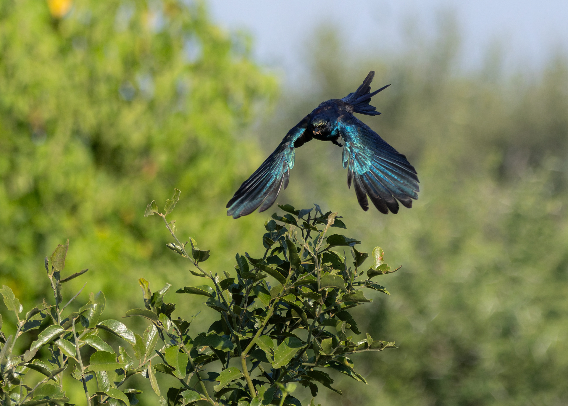 Meves's Starling