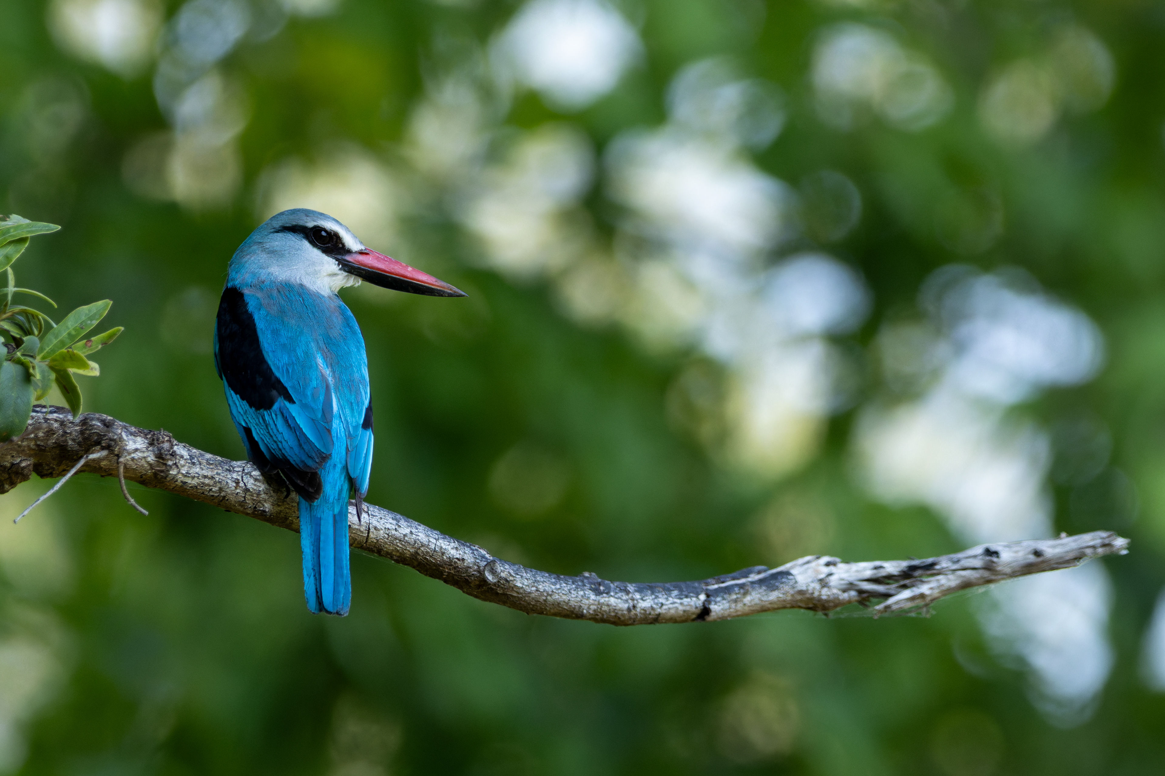 Woodland Kingfisher