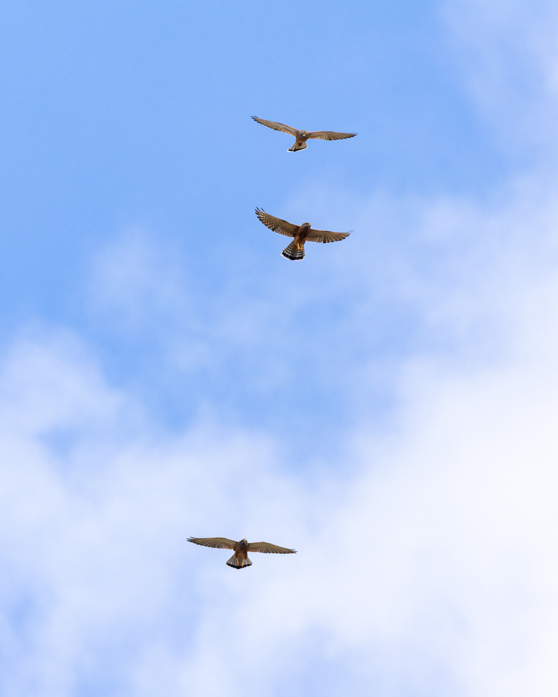 Rock Kestrel