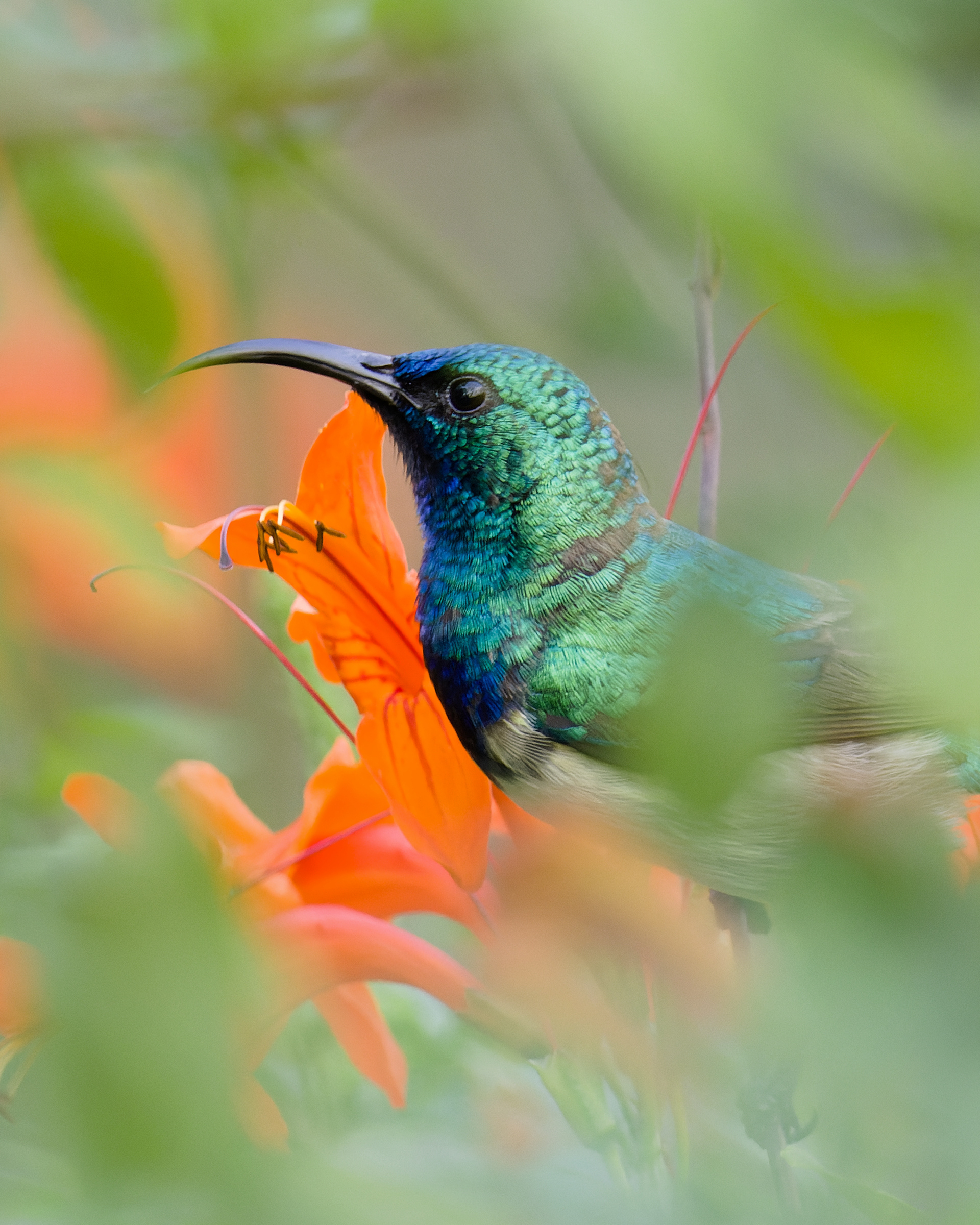 White-breasted Sunbird