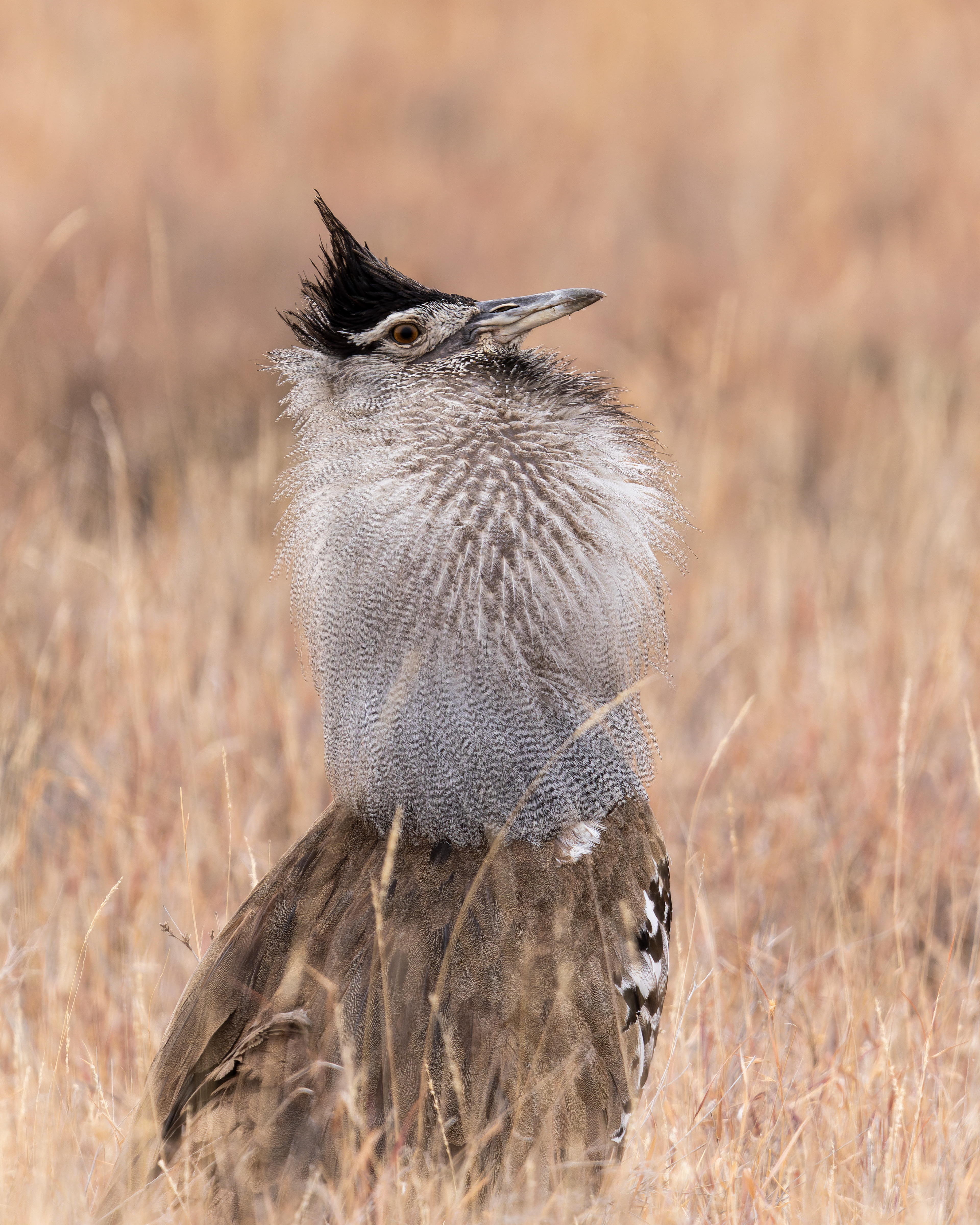 Kori Bustard