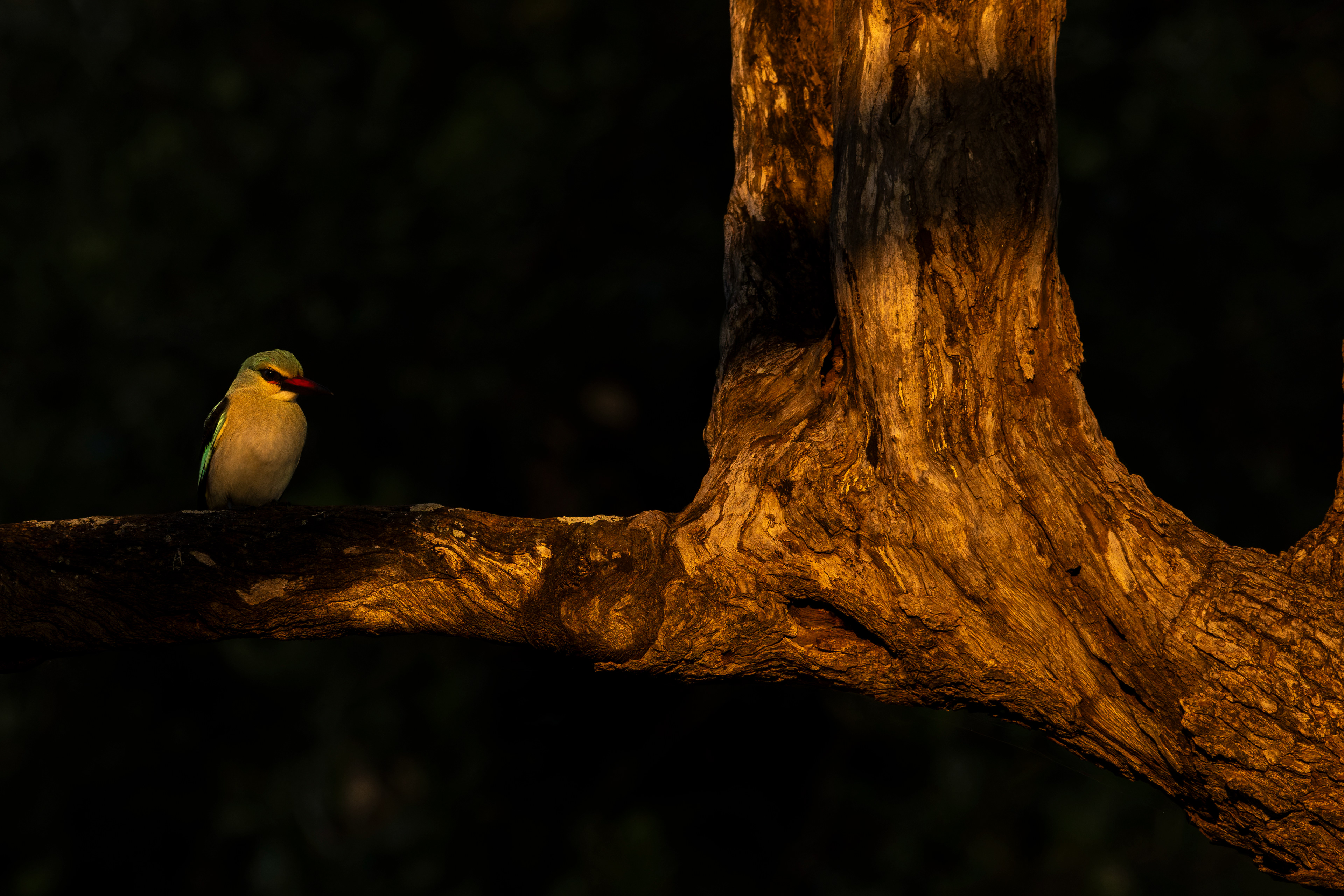 Woodland Kingfisher