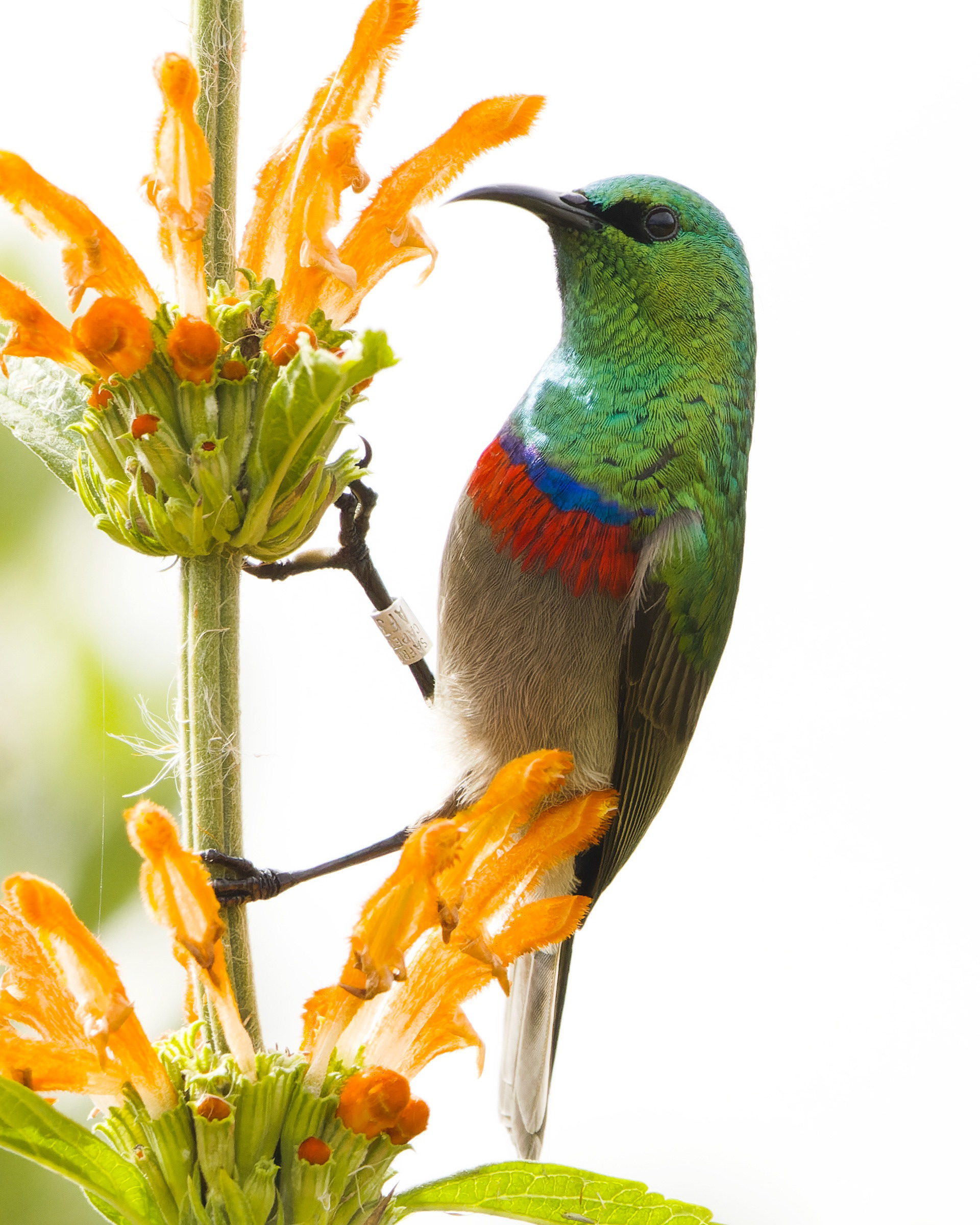 Southern Double-collared Sunbird