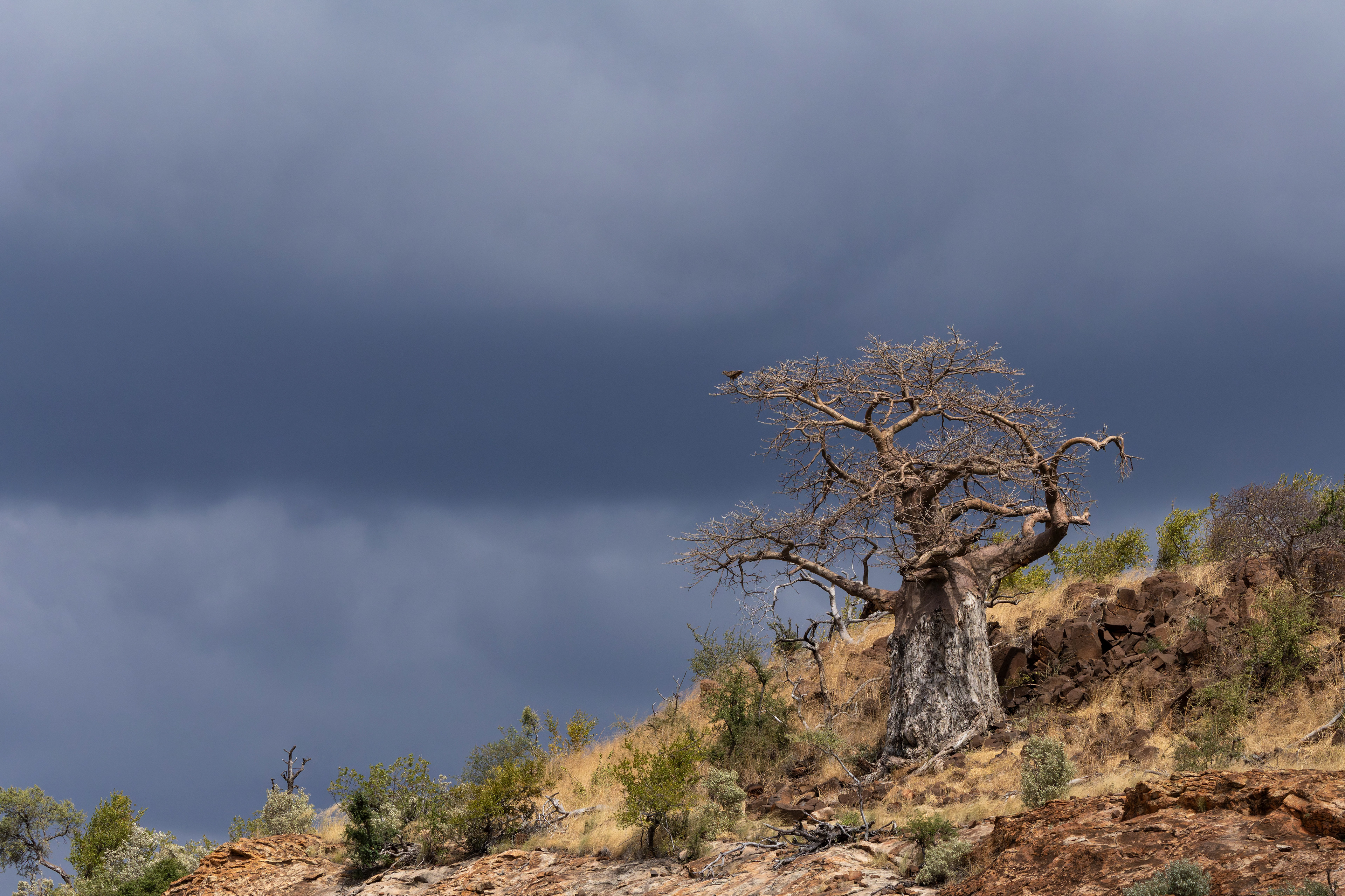 Brown Snake-eagle