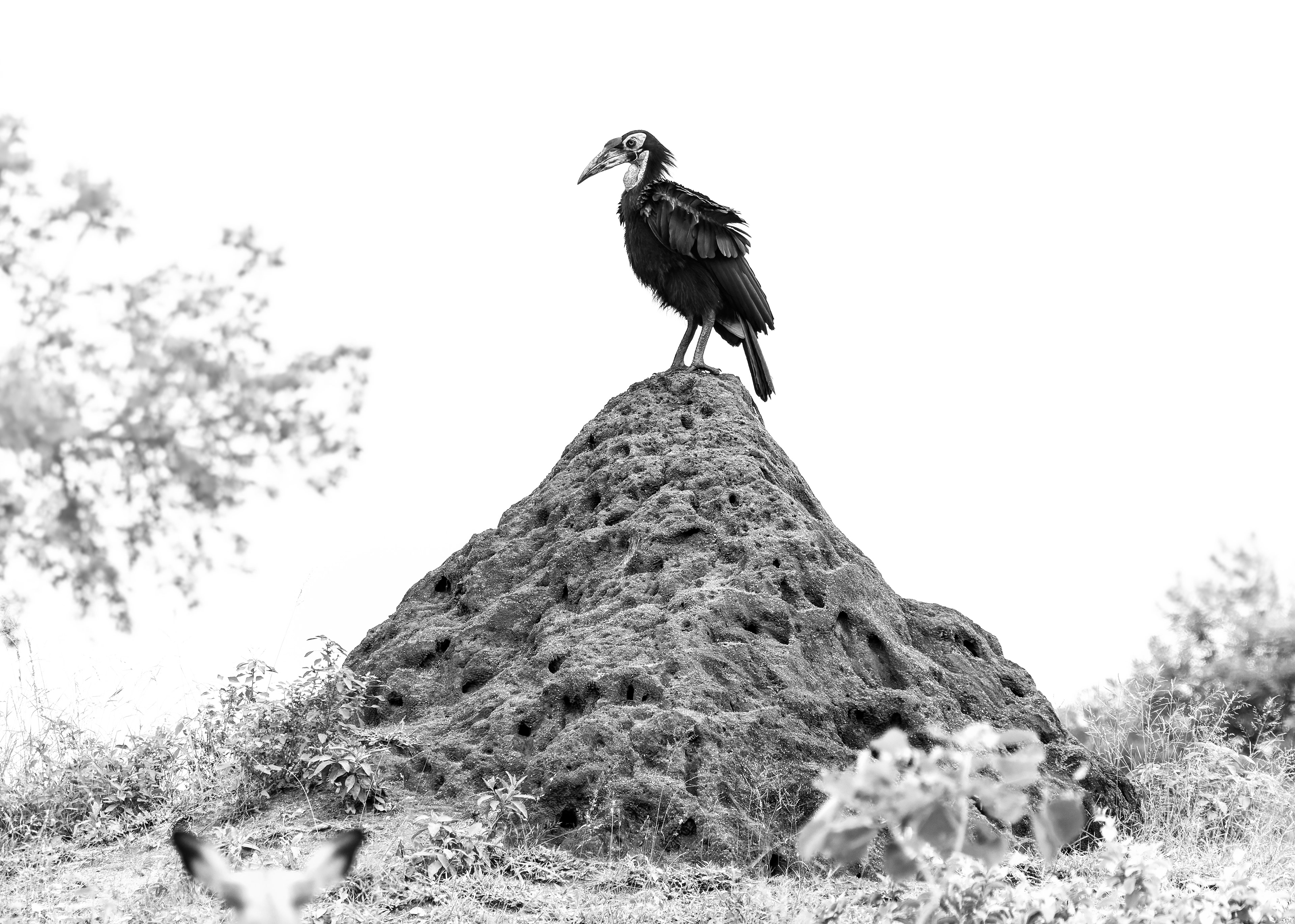 Southern Ground Hornbill
