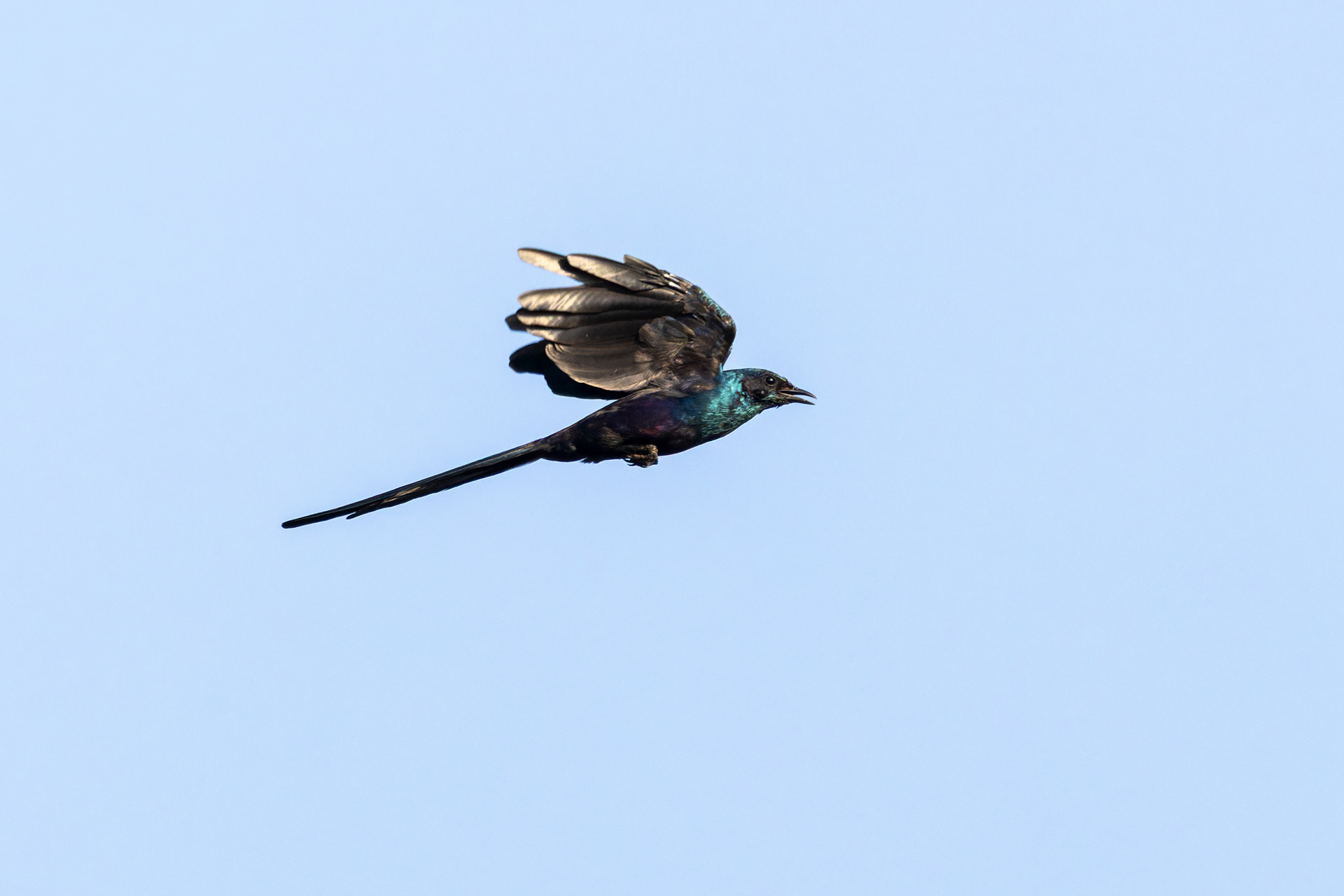 Meves's Starling