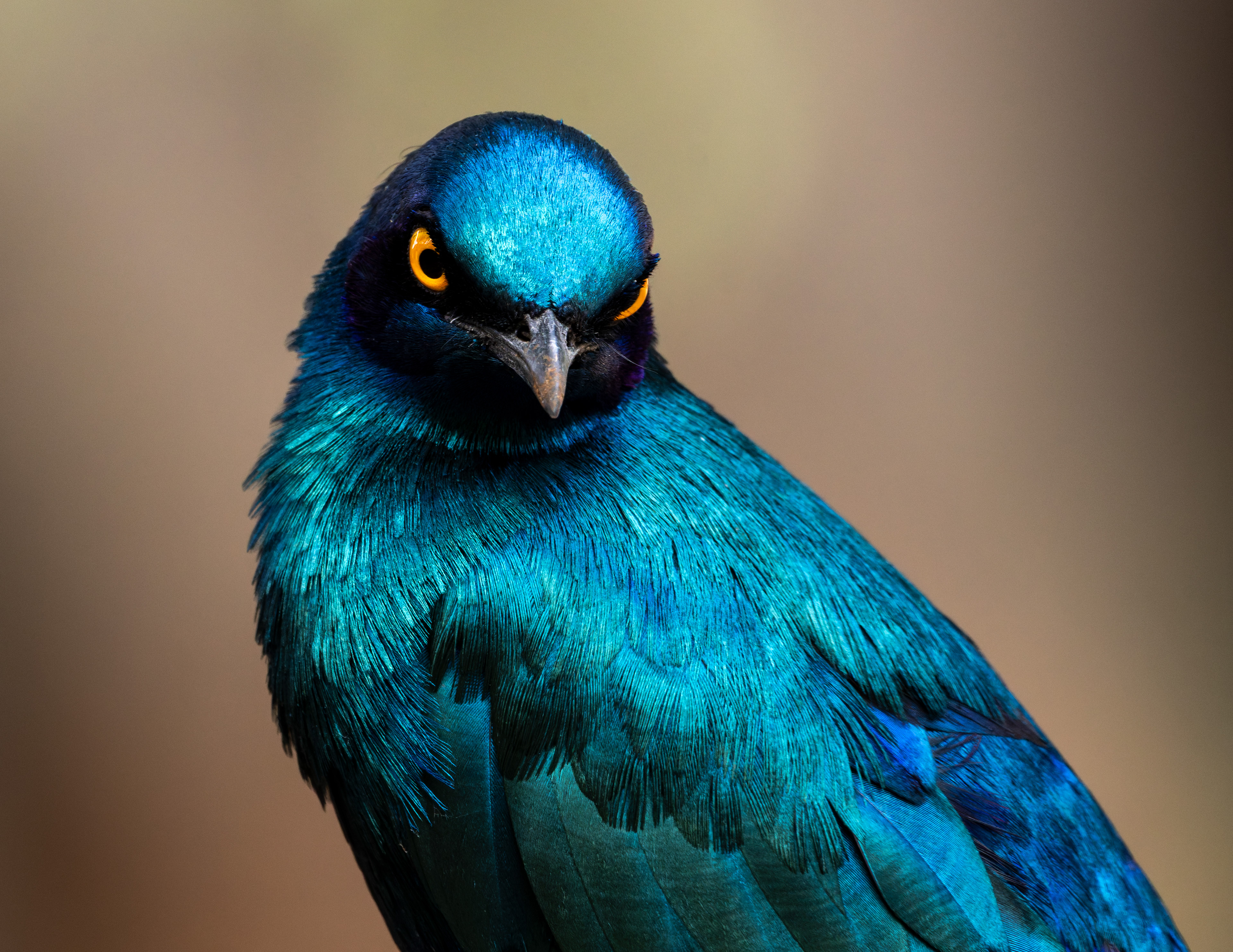 Greater Blue-eared Starling