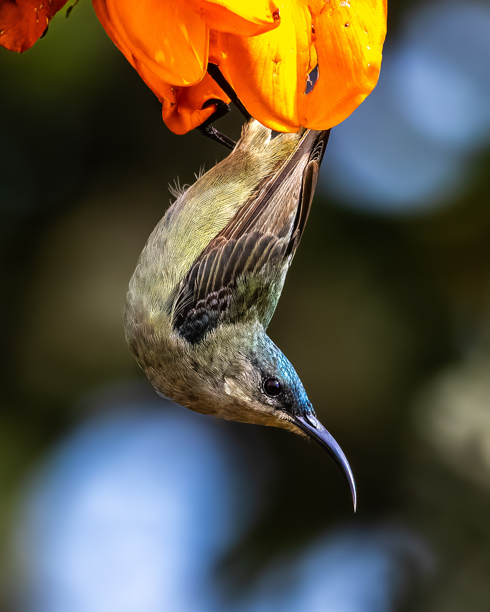 White-breasted Sunbird