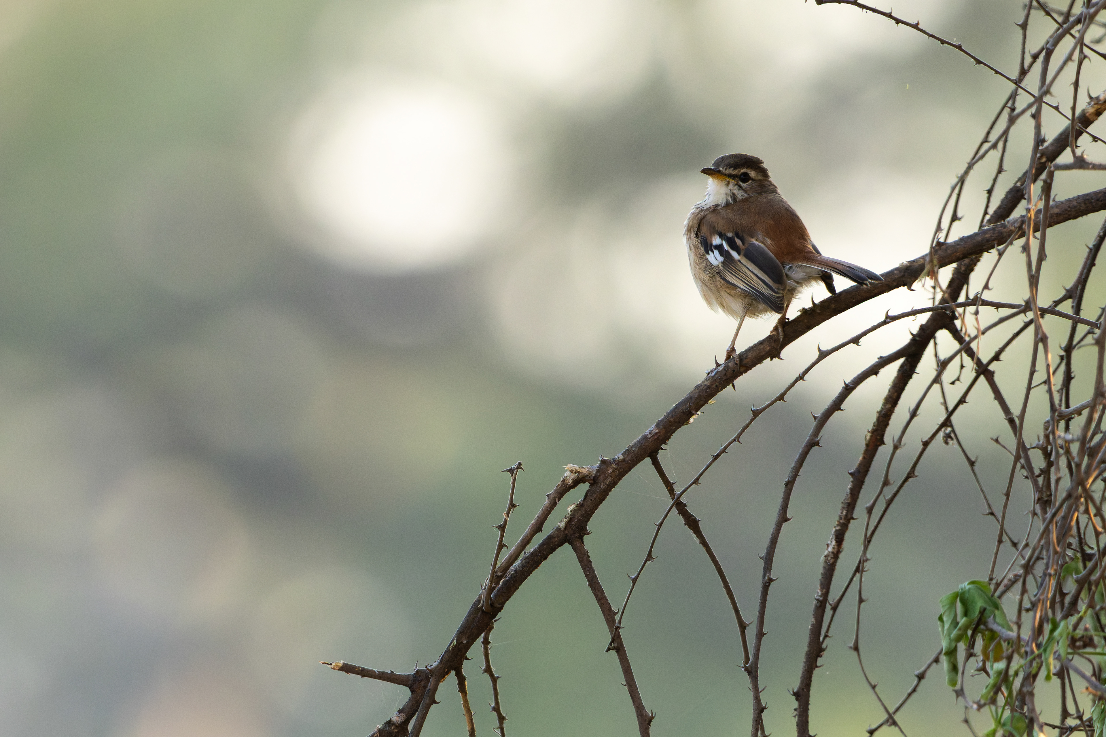 White-browed Scrub-robin