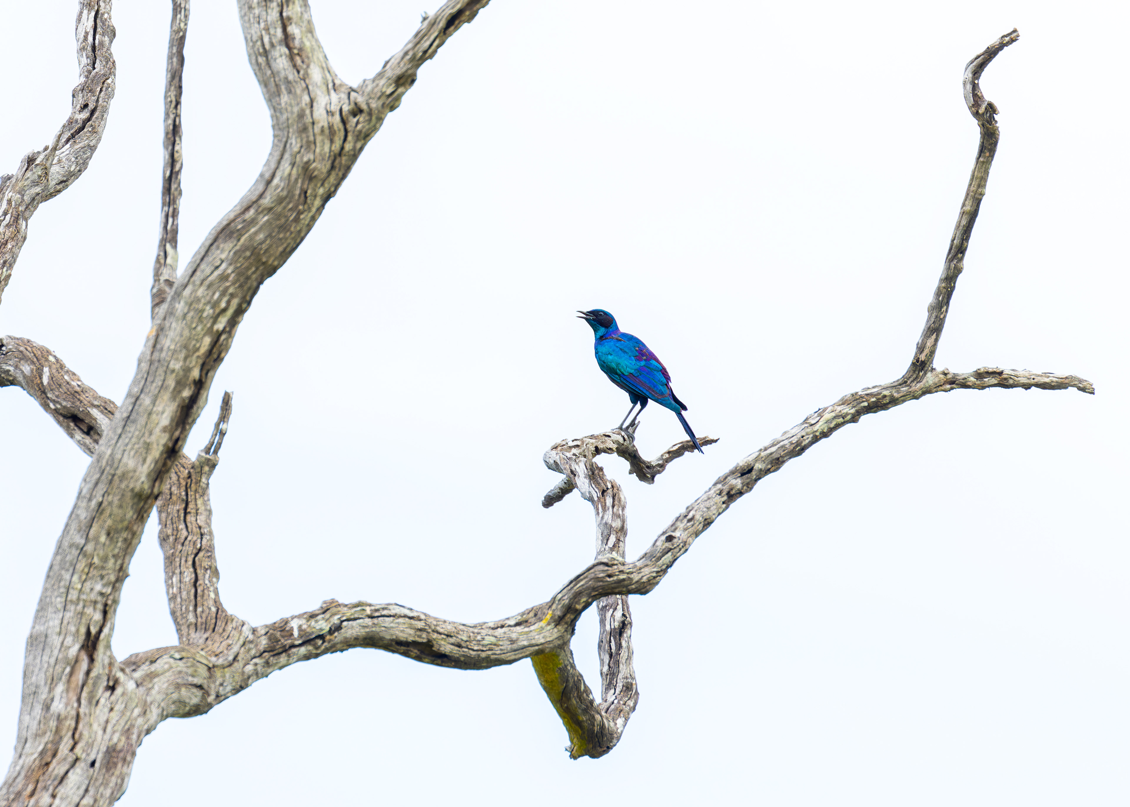 Burchell's Starling