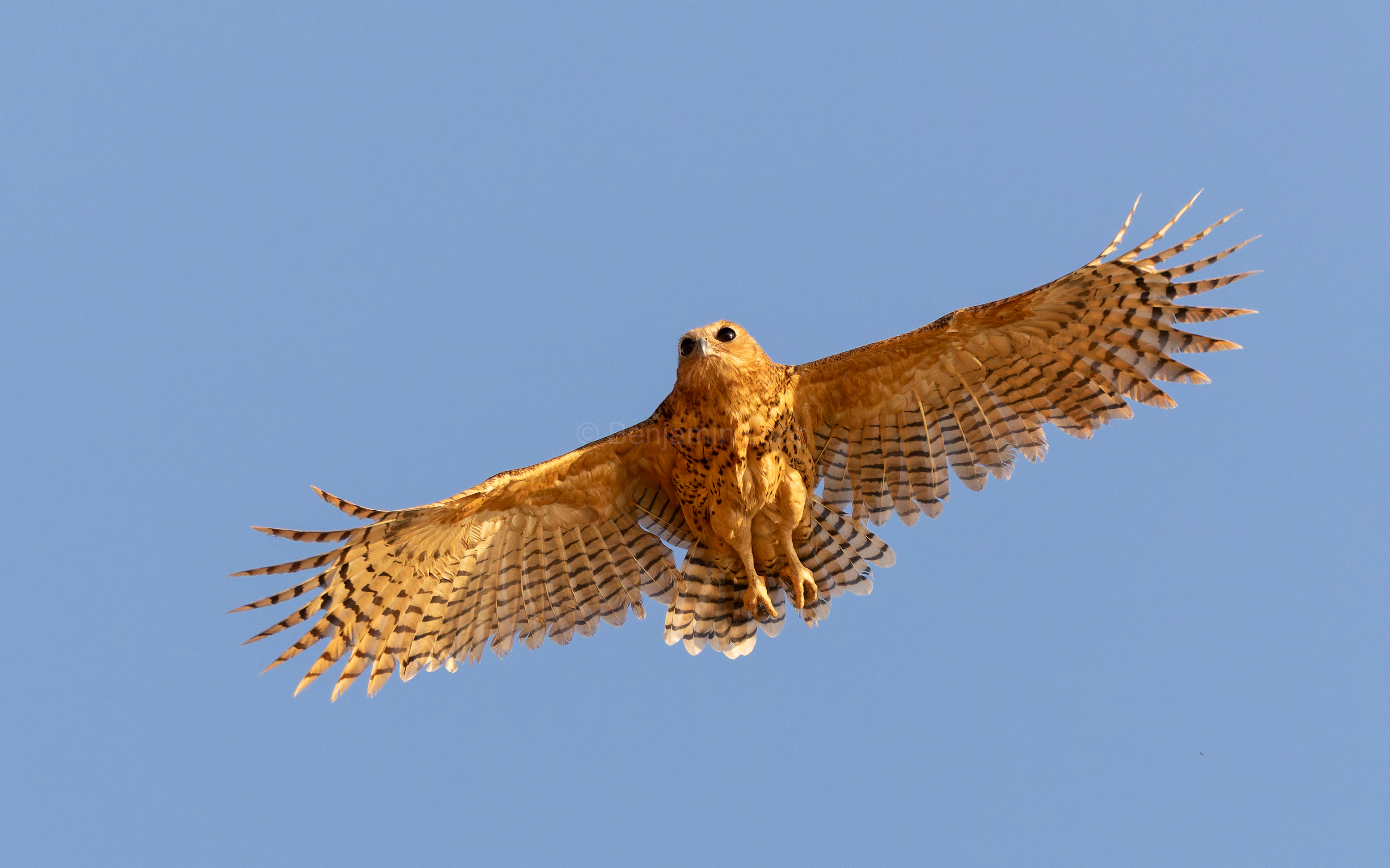 Pel's Fishing Owl