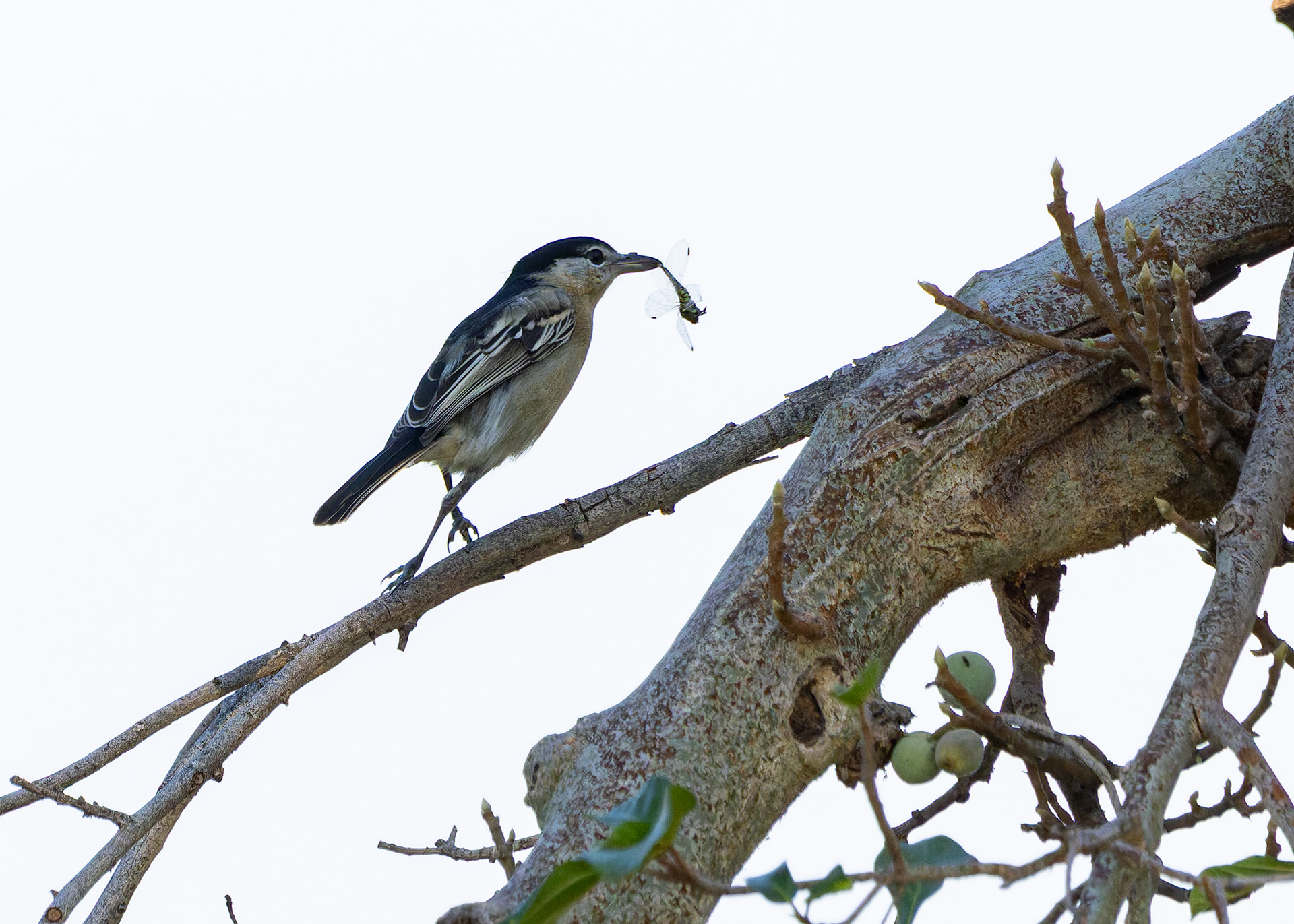 Black-backed Puffback