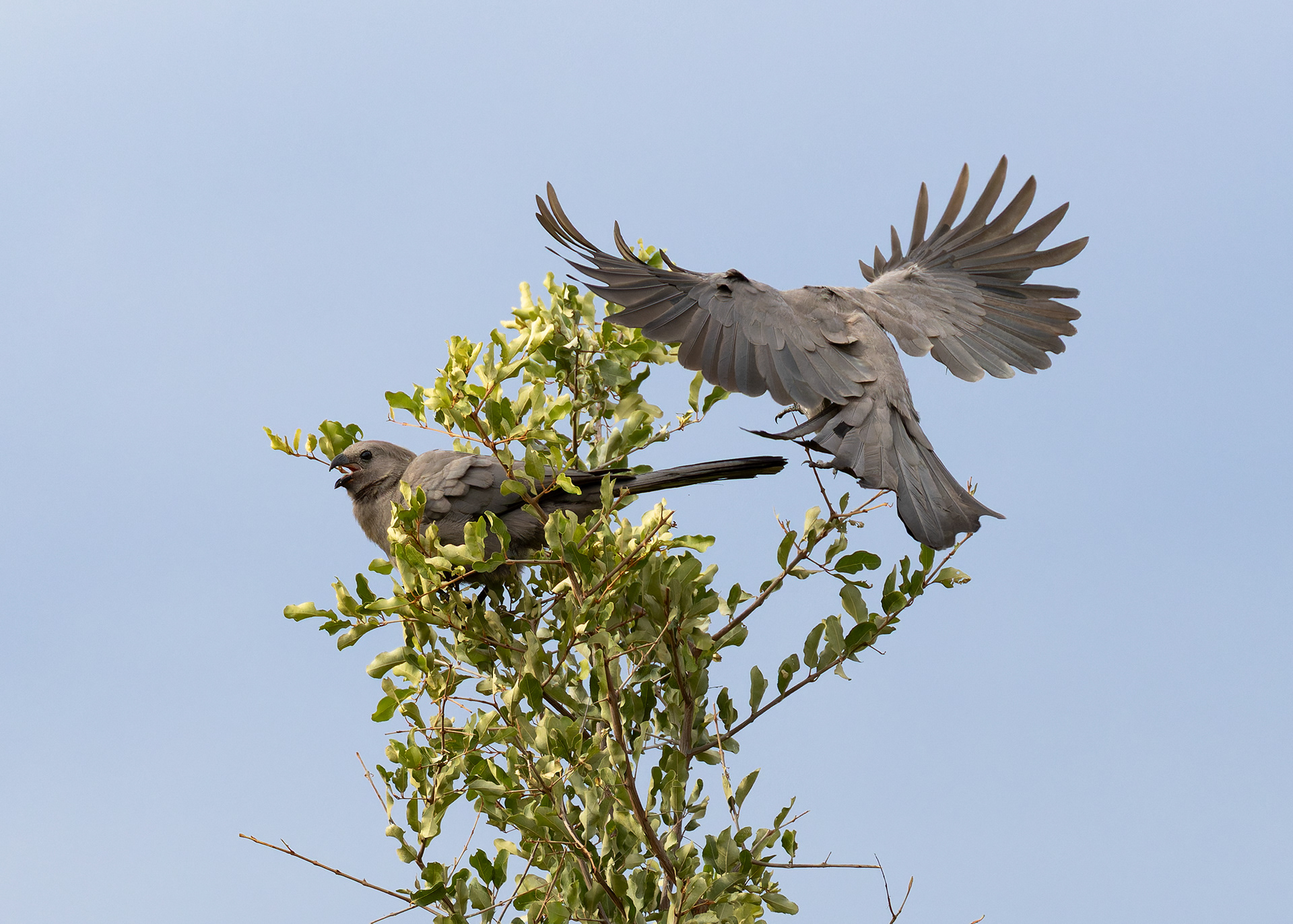 Grey Go-away Bird