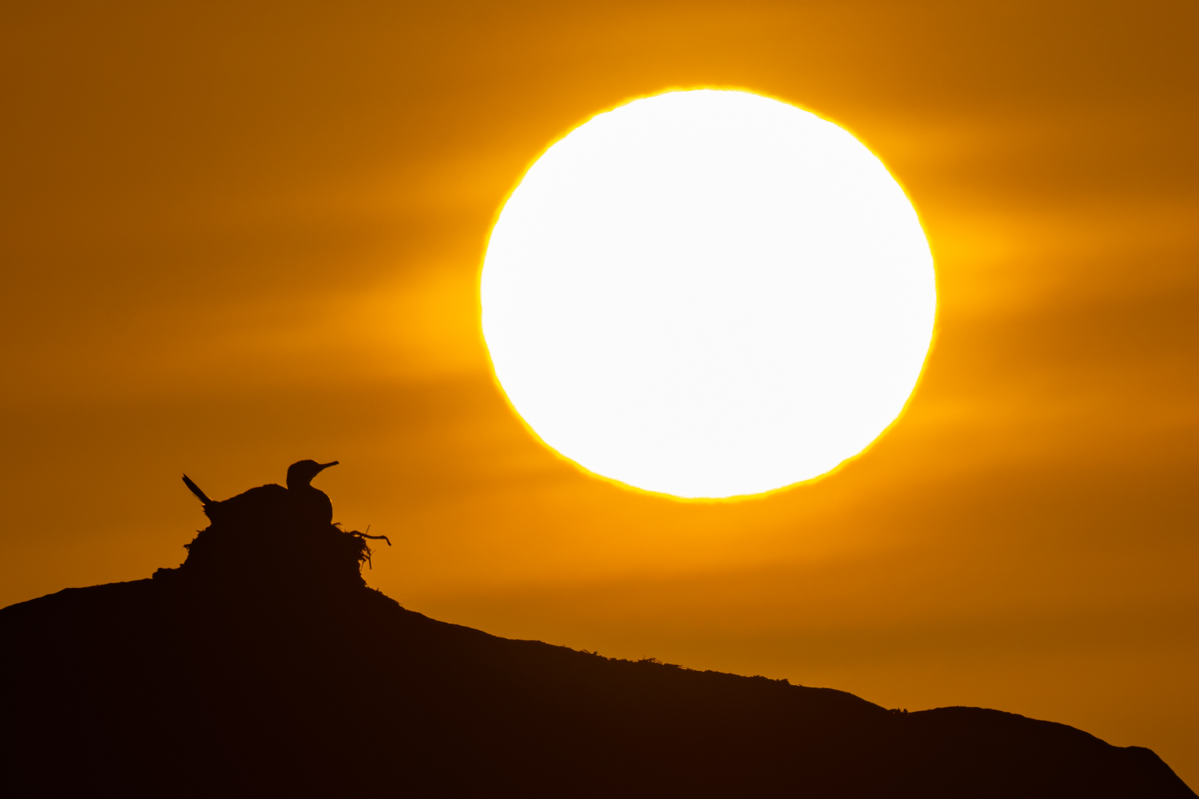 Cape Cormorant