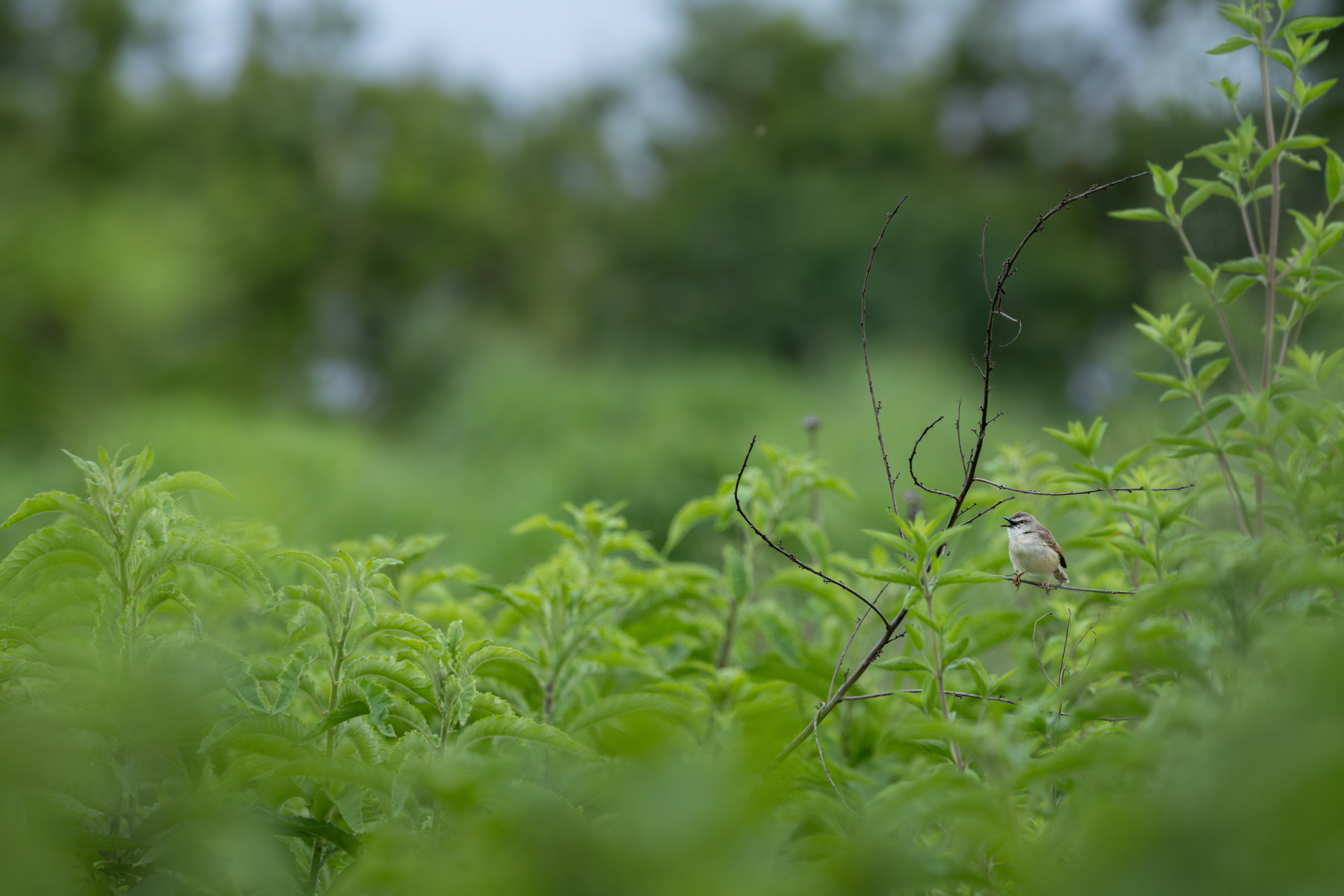 Tawny-flanked Prinia