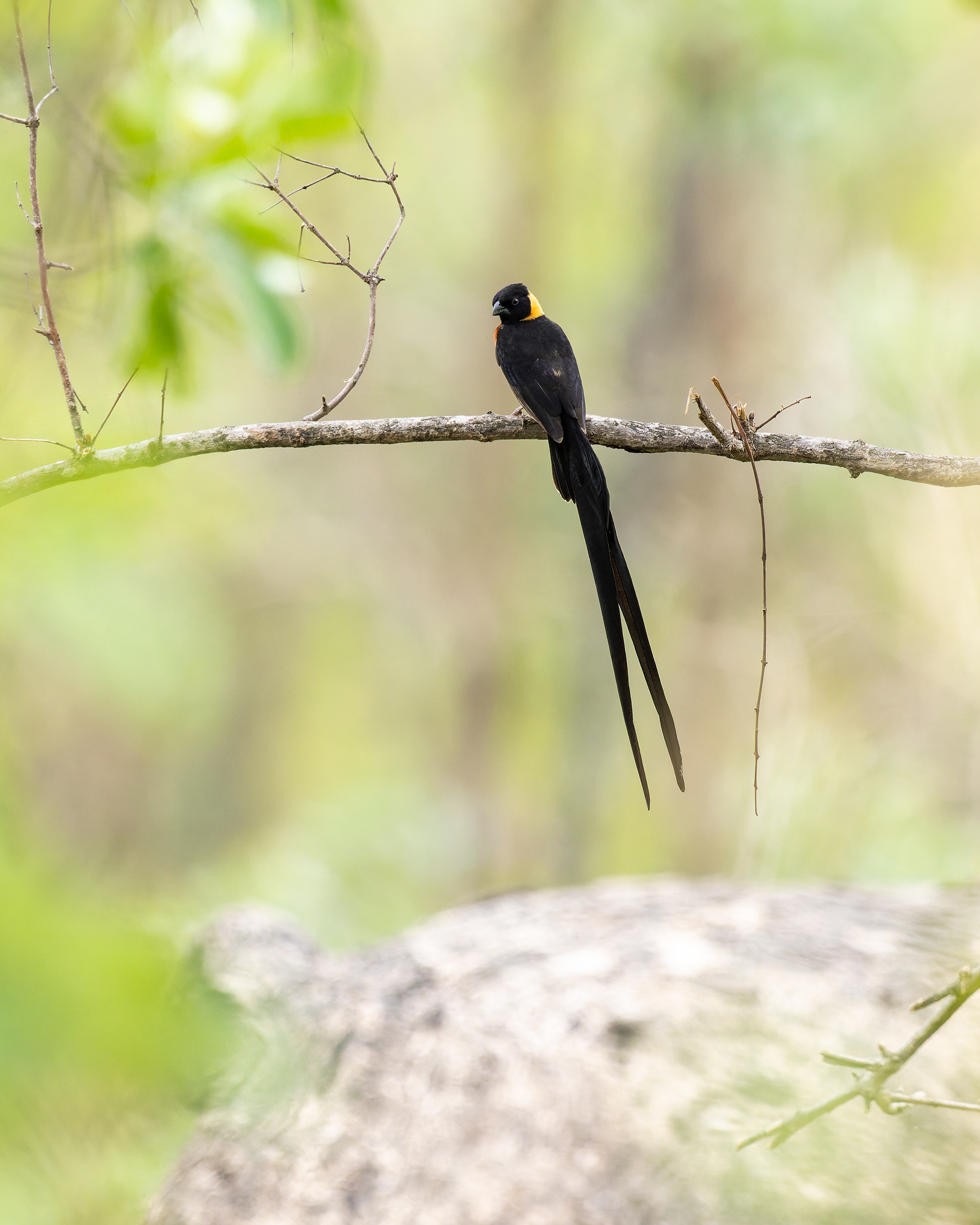 Long-tailed Paradise Whydah