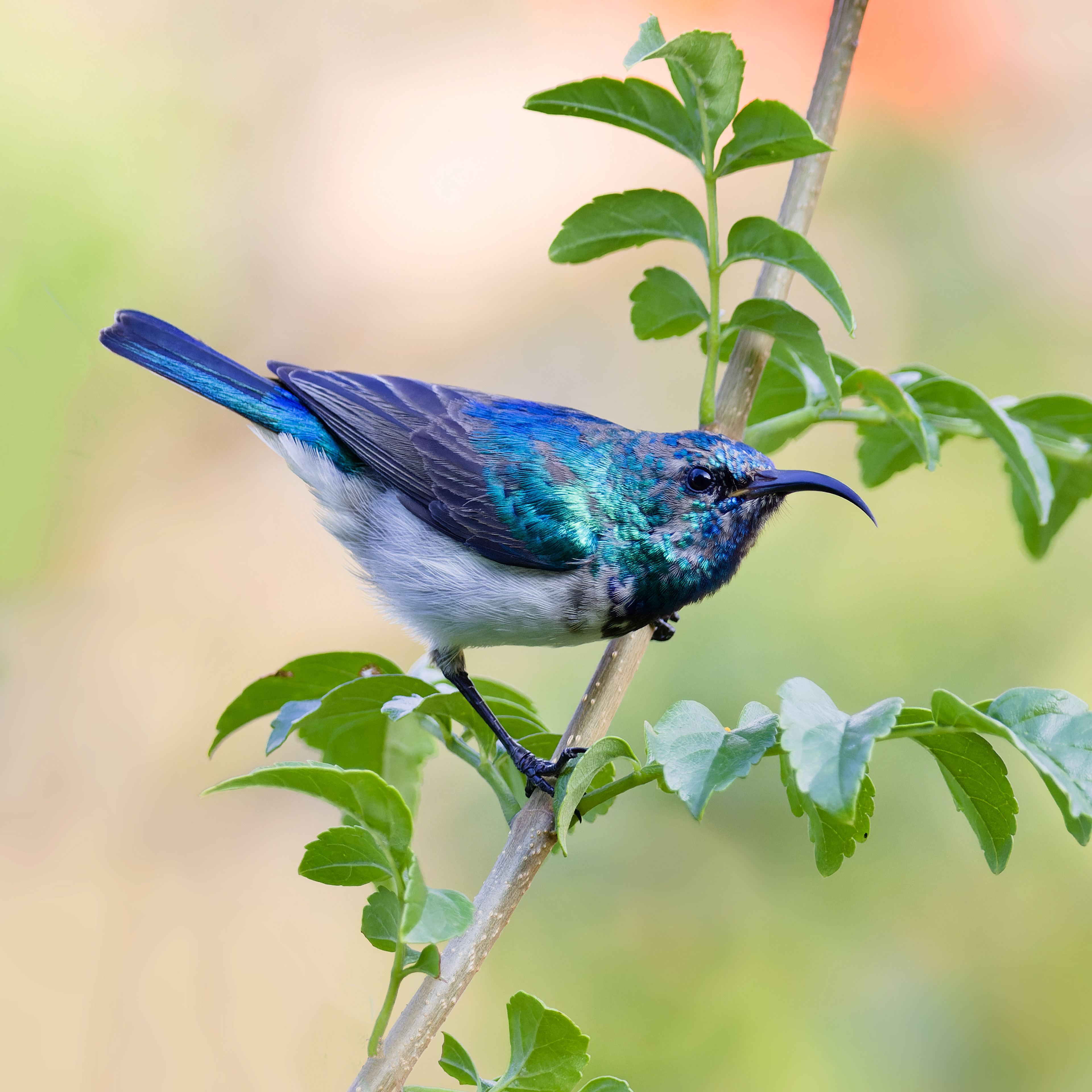 White-breasted Sunbird