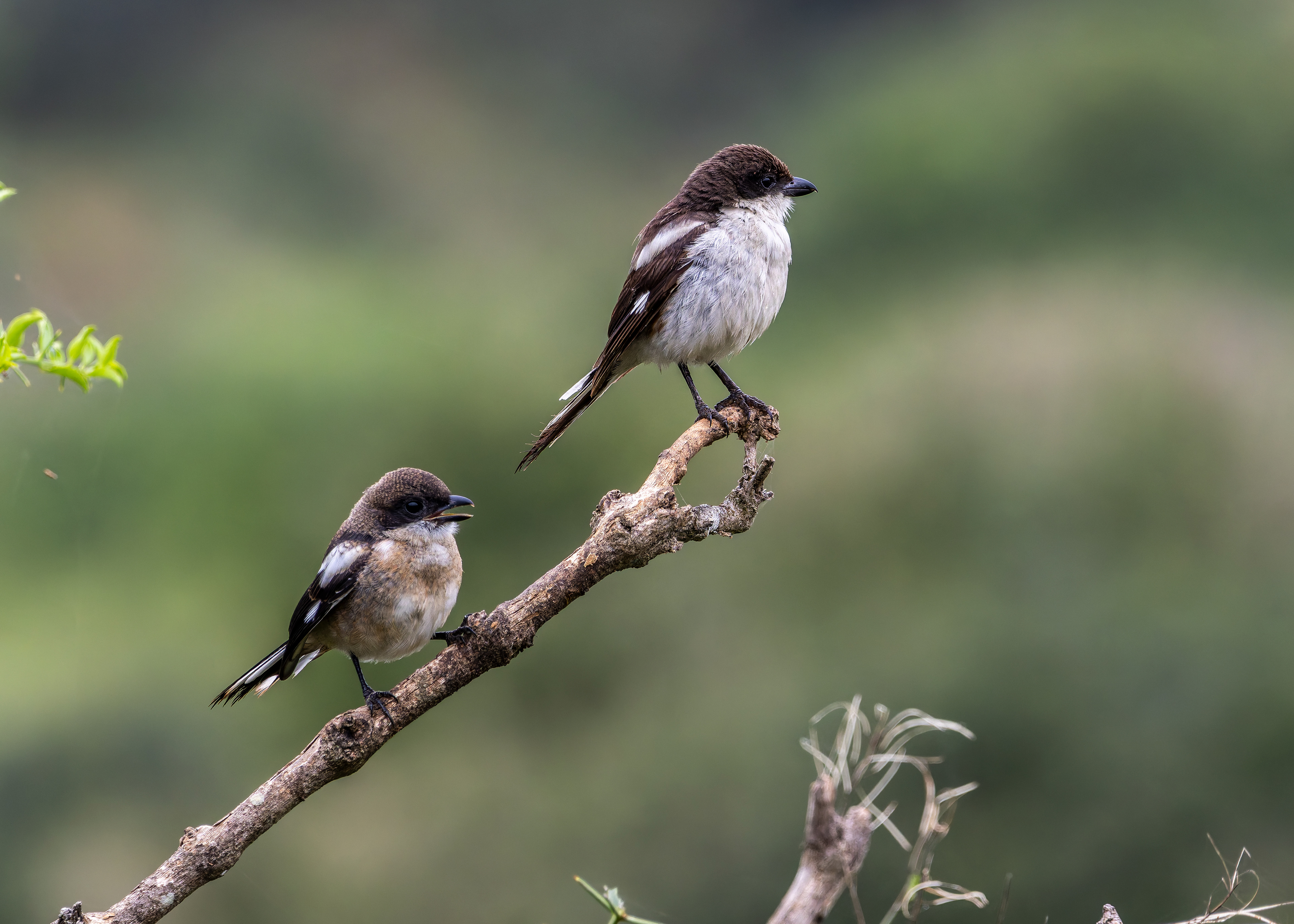 Fiscal Shrike