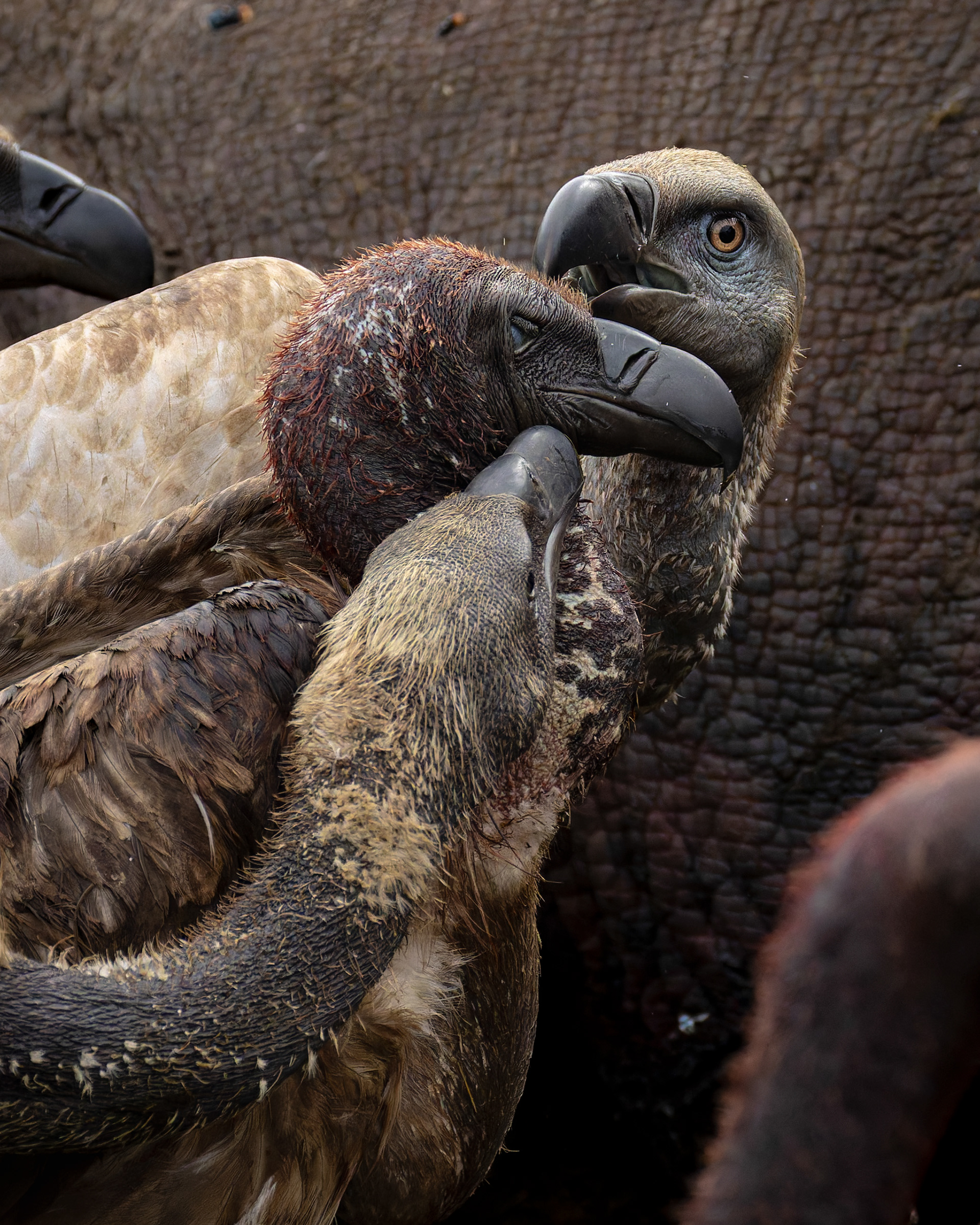 Cape Vulture & White-backed Vulture