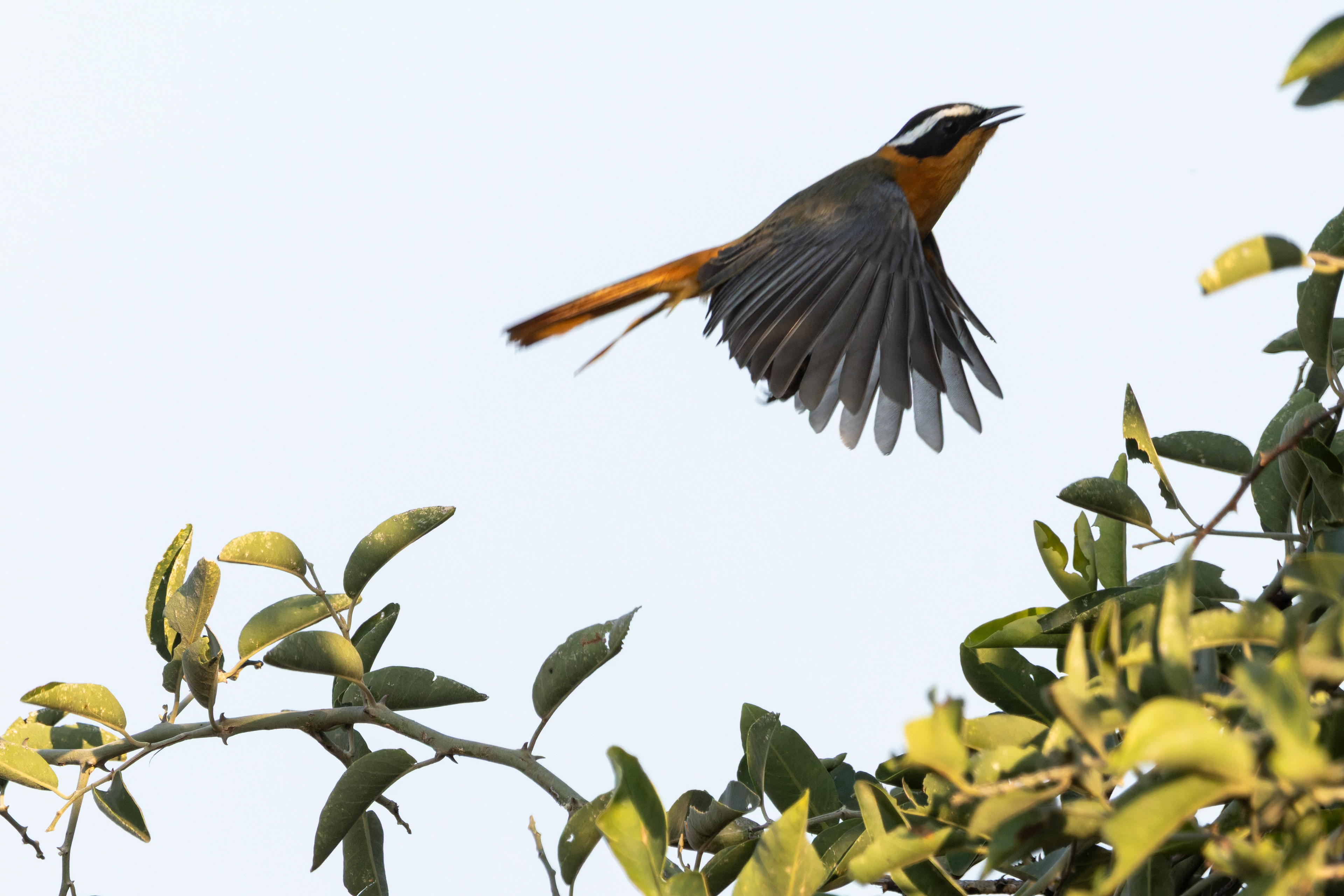 White-browed Robin-chat