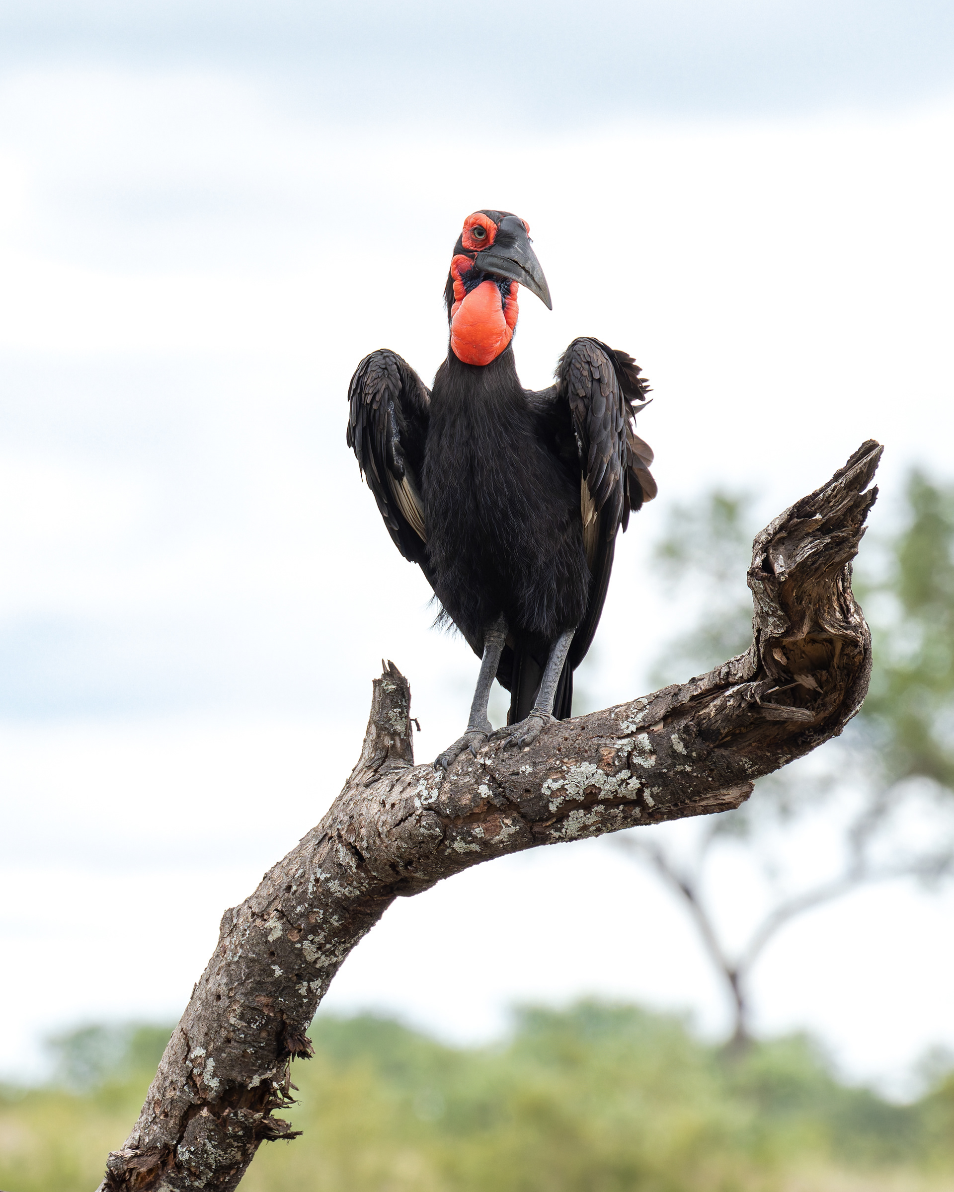 Southern Ground Hornbill