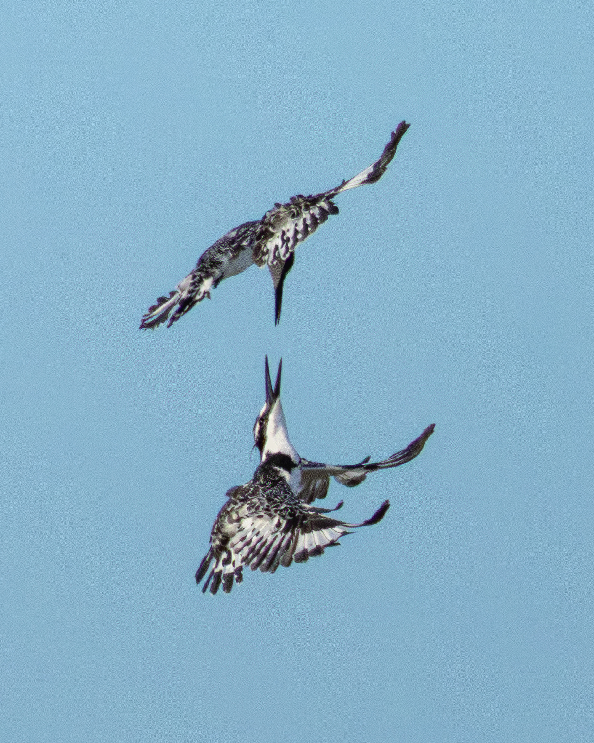 Pied Kingfisher