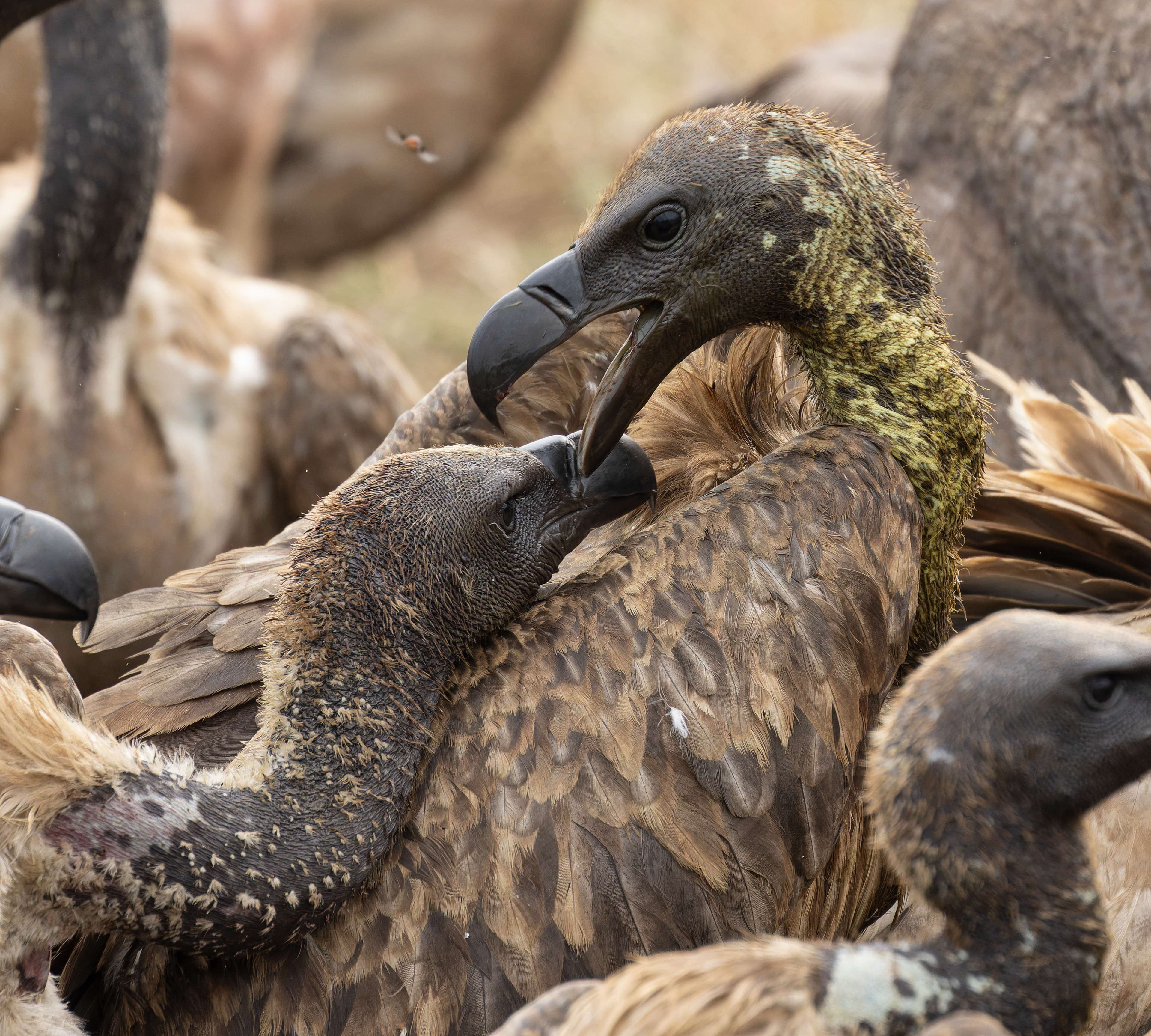 White-backed Vulture