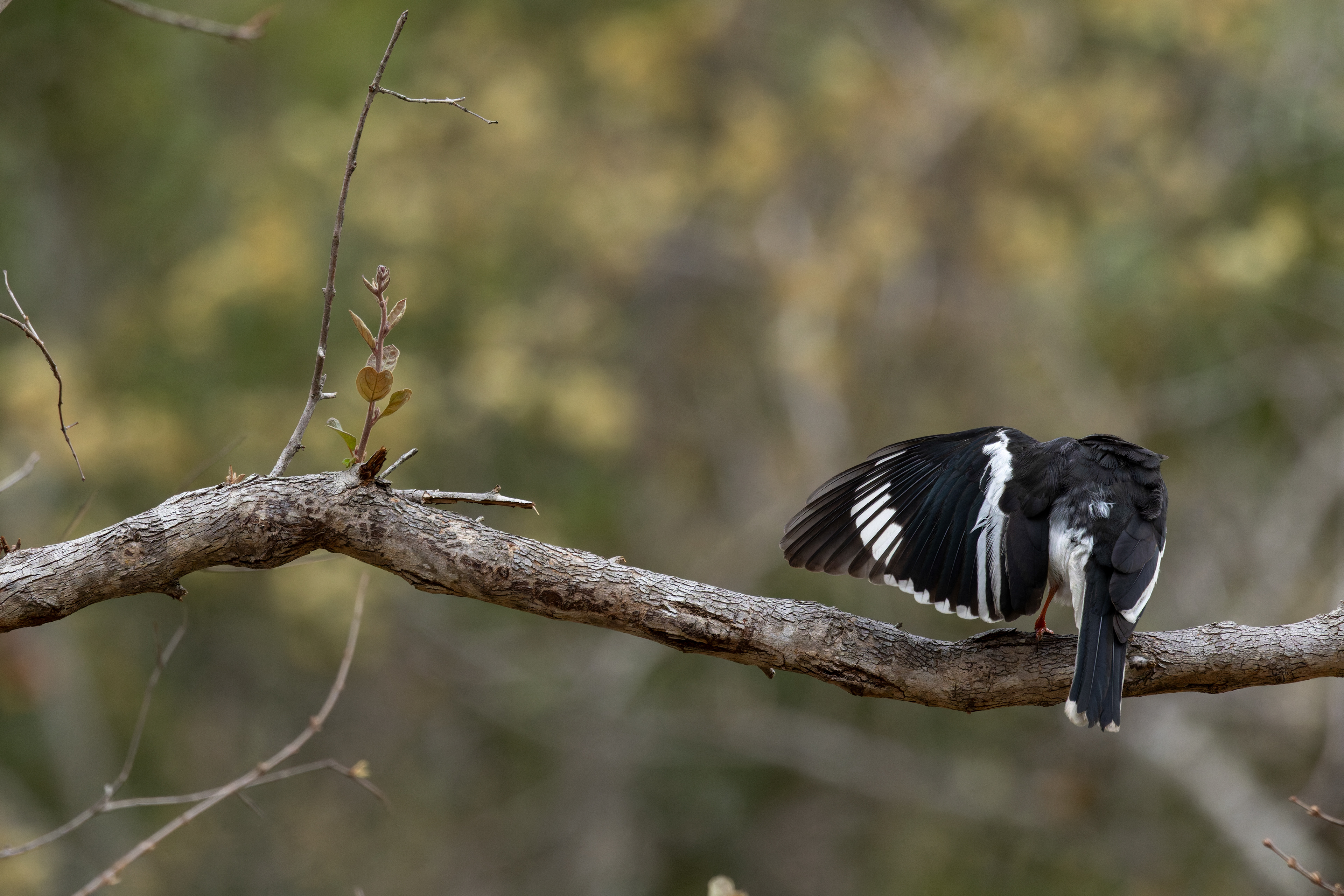 White-crested Helmetshrike