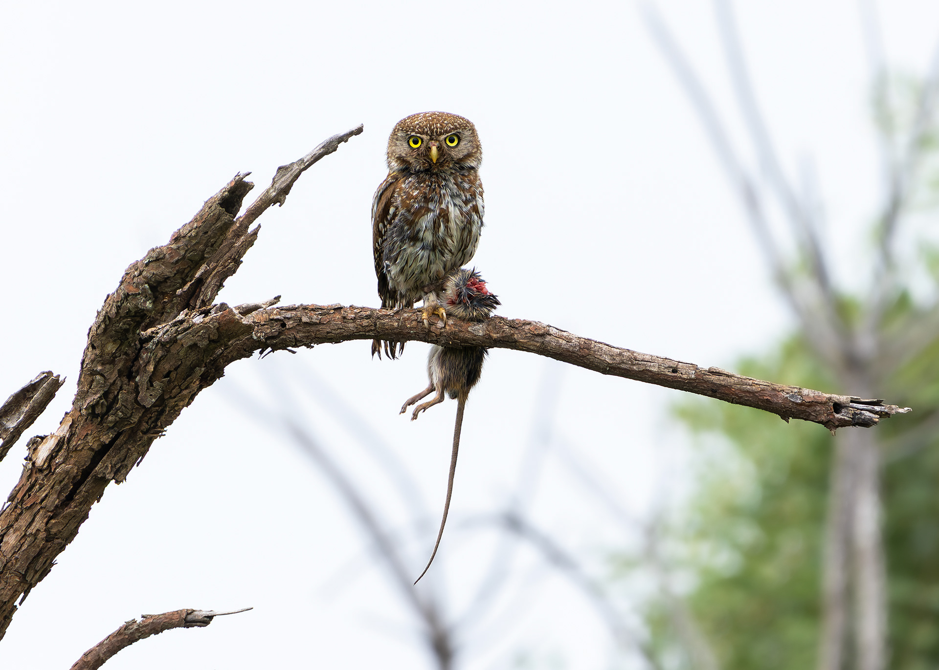 Pearl-spotted Owl
