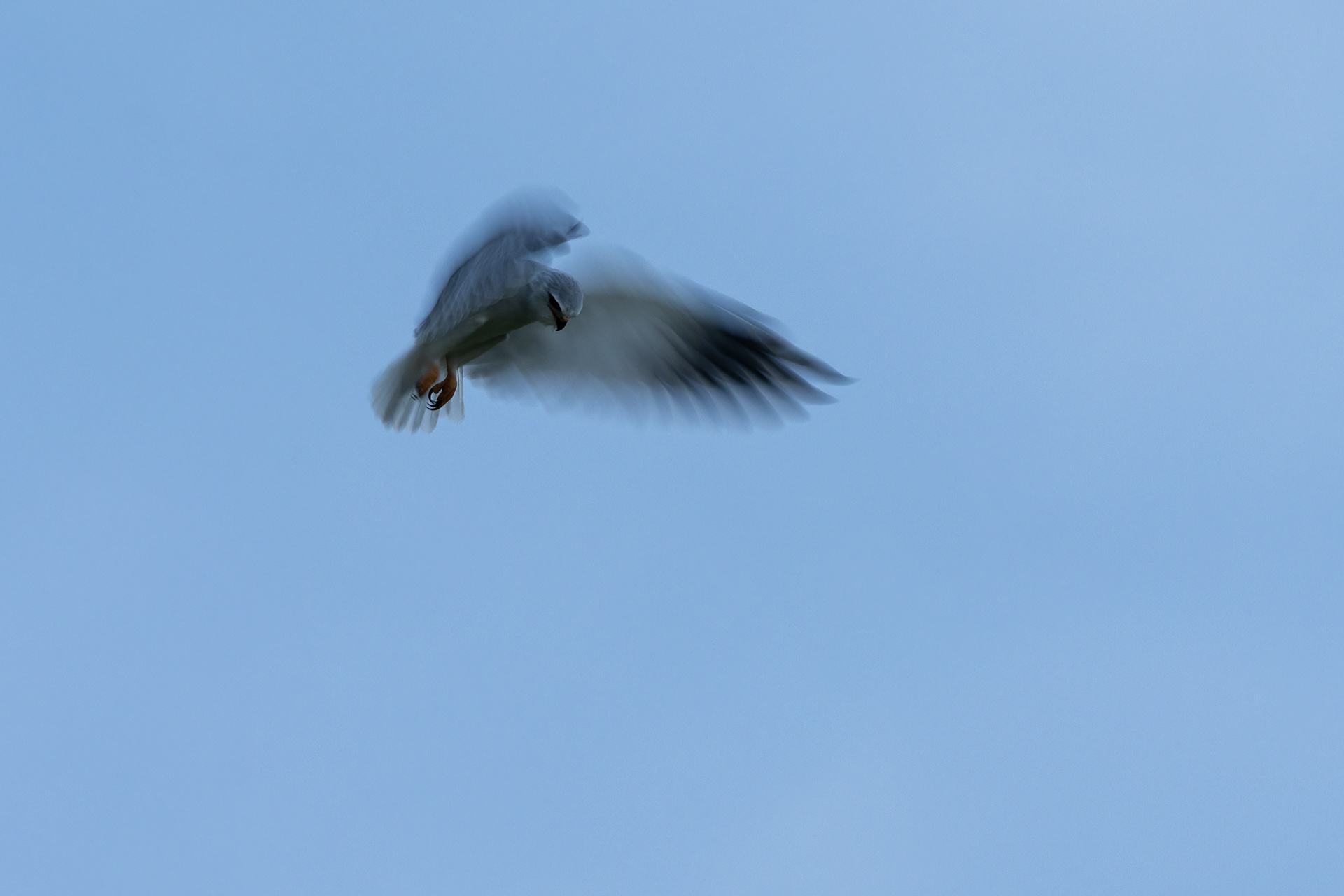 Black-winged Kite