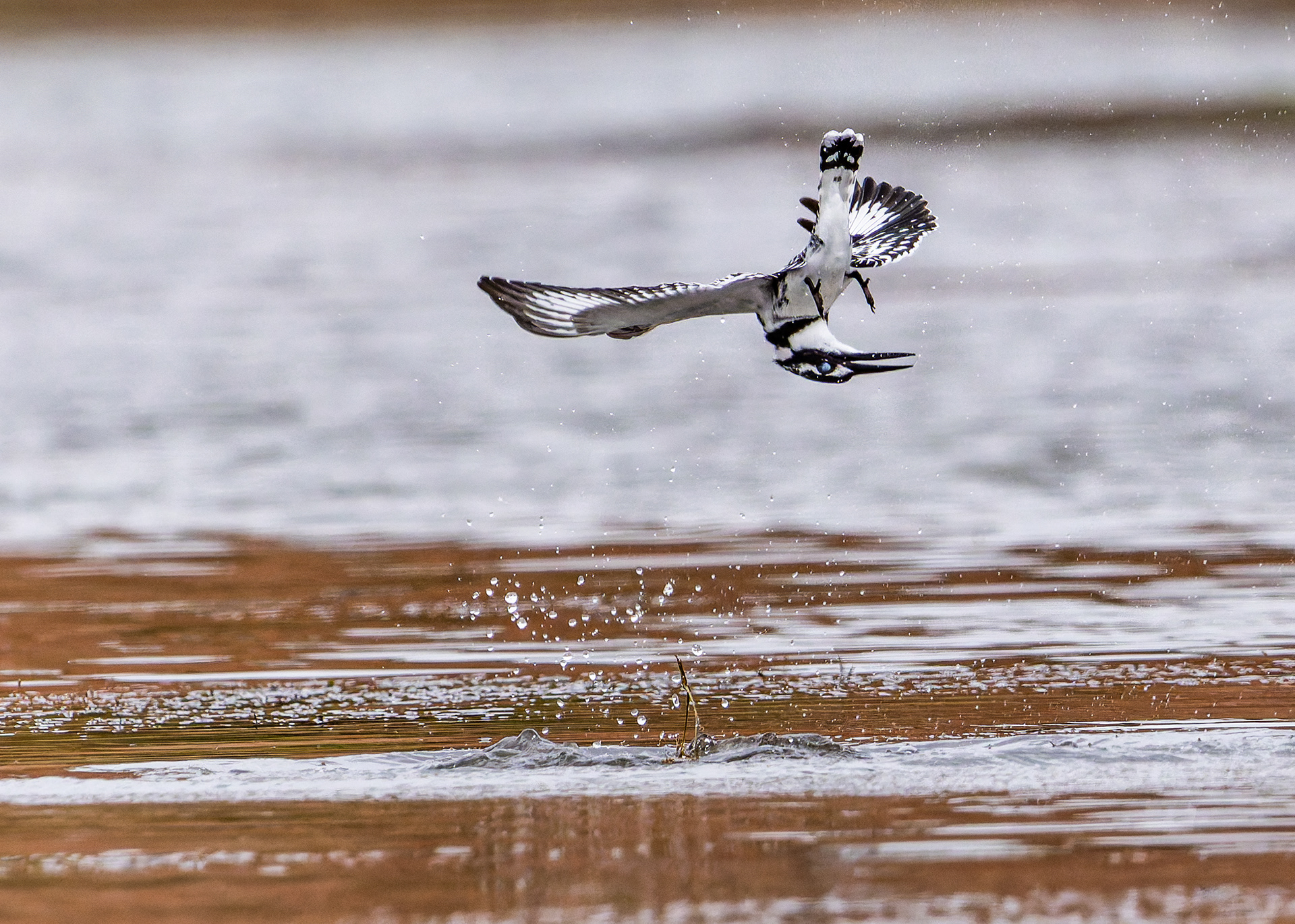 Pied Kingfisher