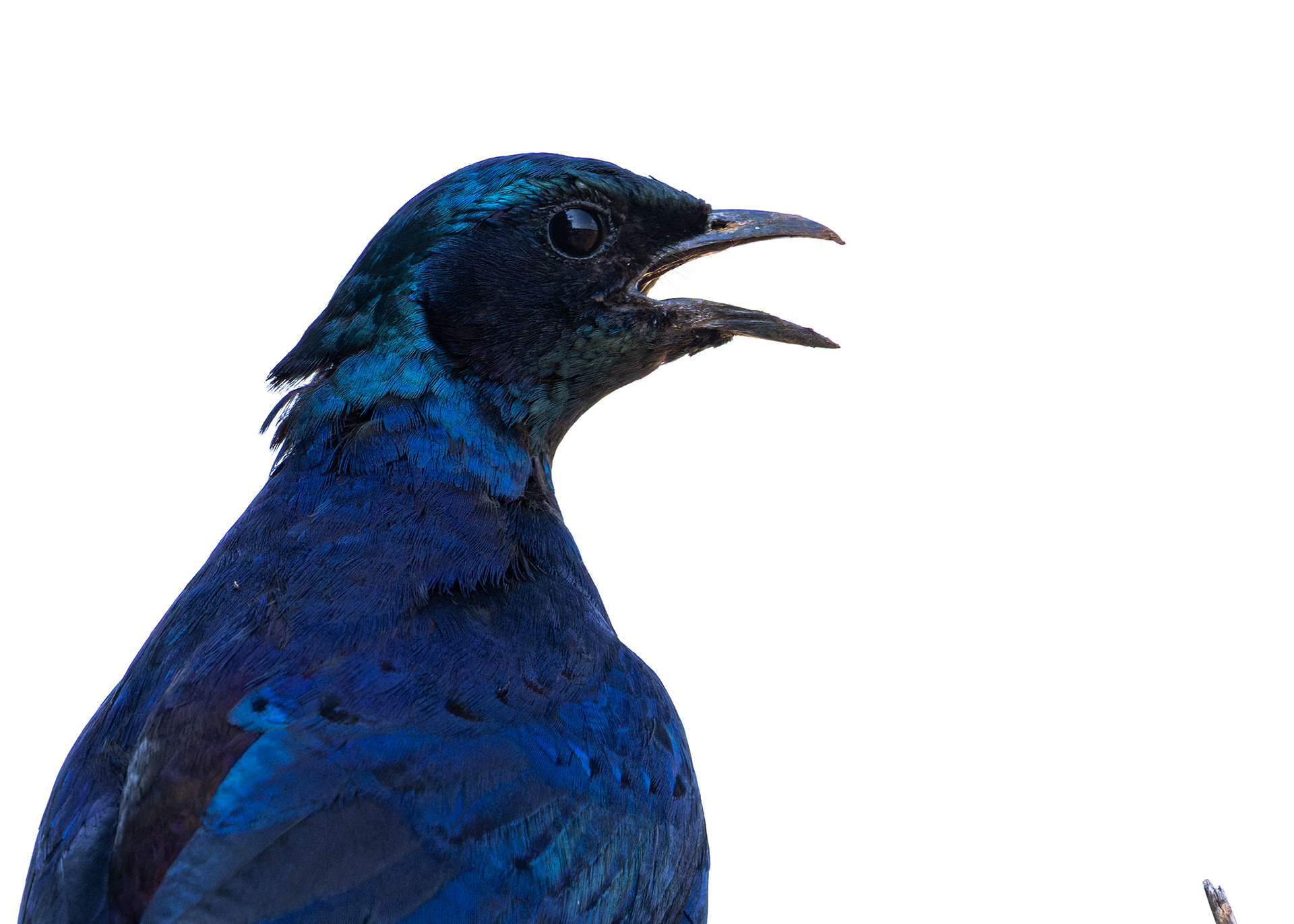 Meves's Starling